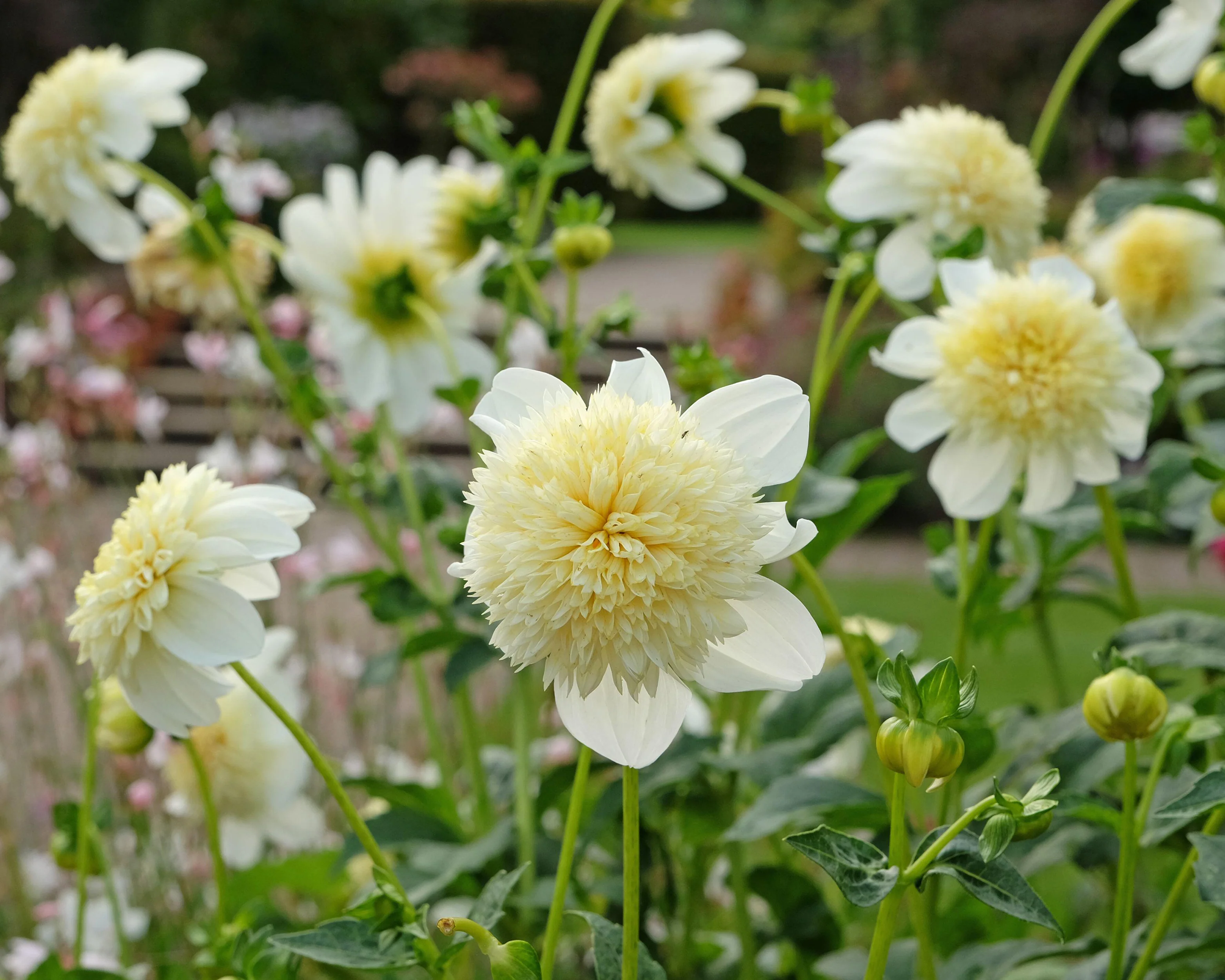 Dahlia 'Platinum Blonde' - Image 2