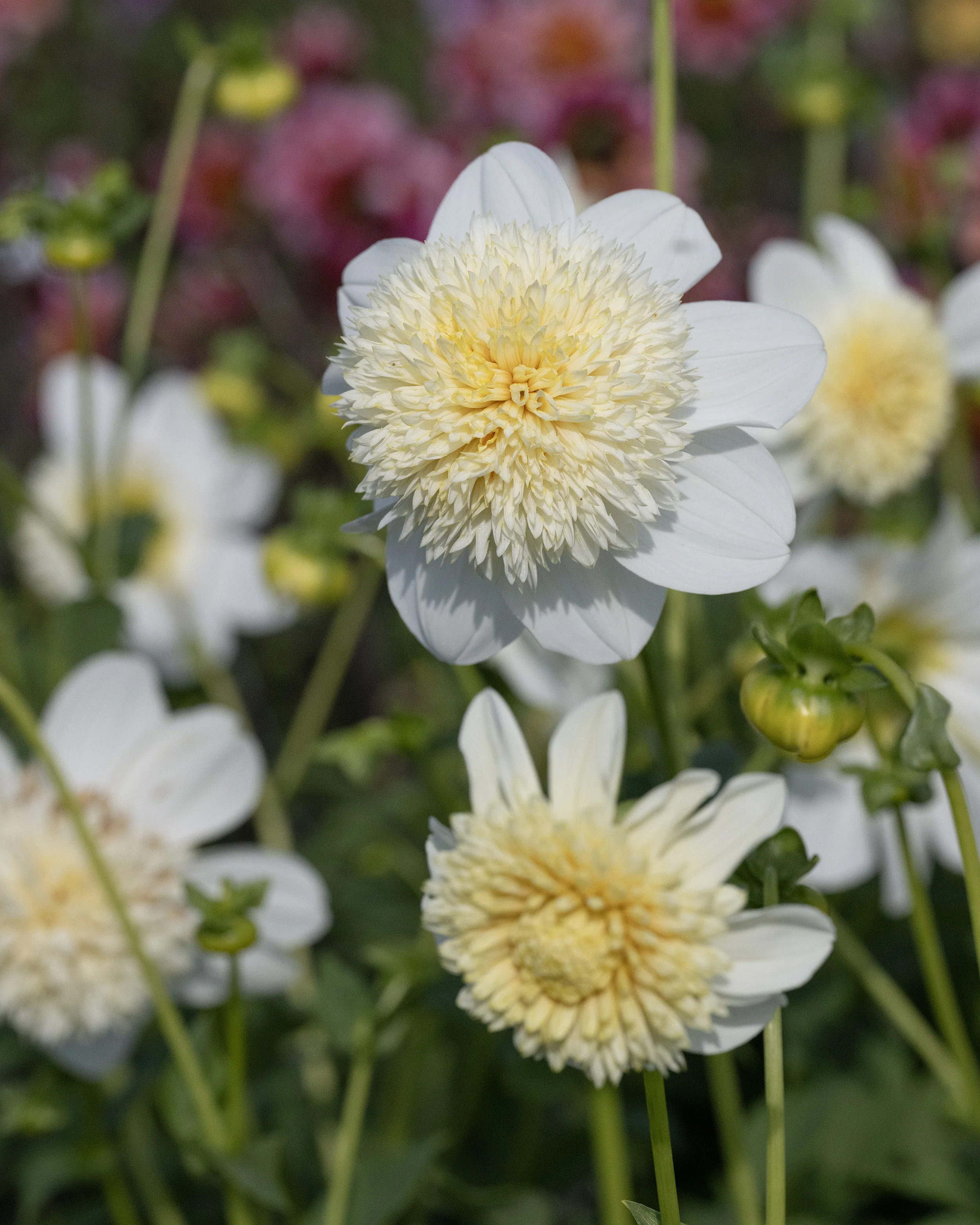 Dahlia 'Platinum Blonde' - Image 4