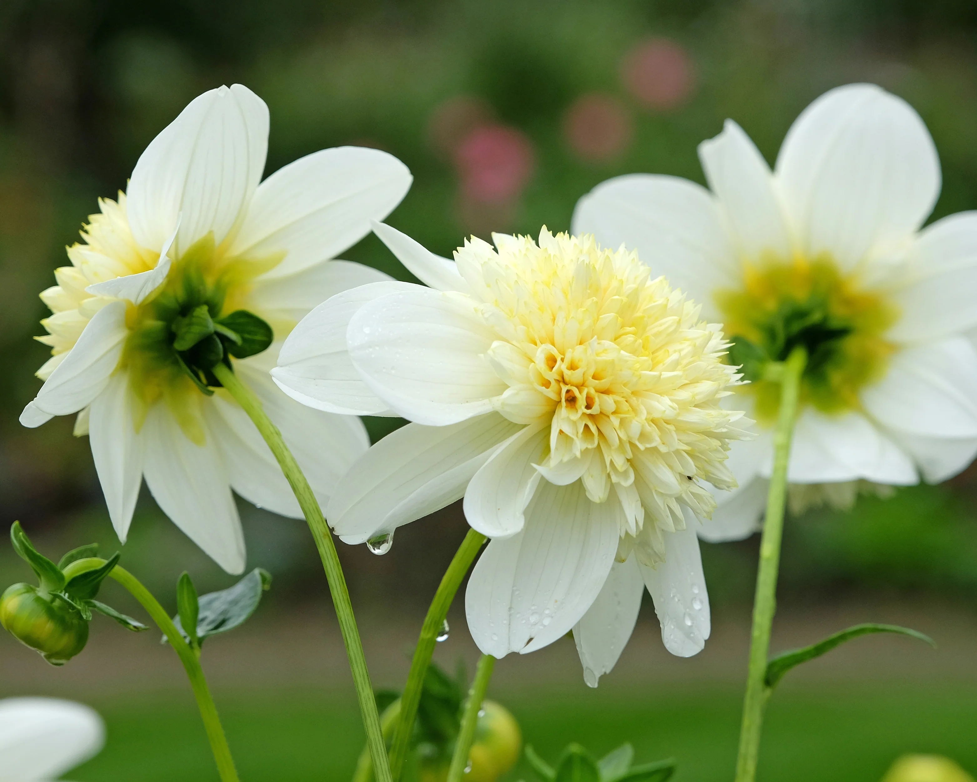 Dahlia 'Platinum Blonde' - Image 7