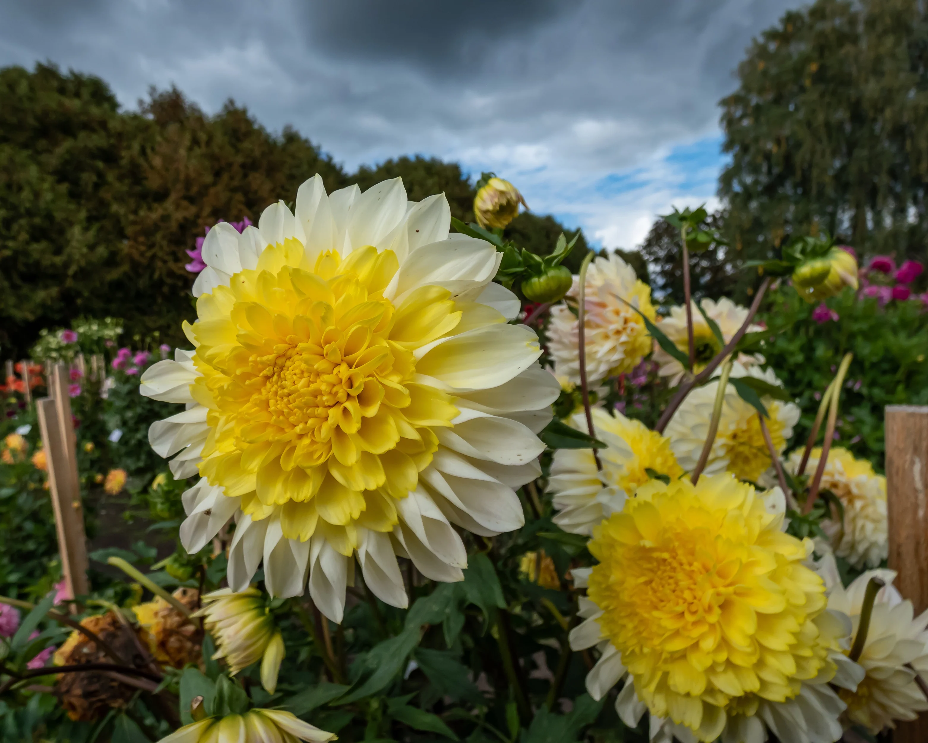 Dahlia 'Polka' - Image 3