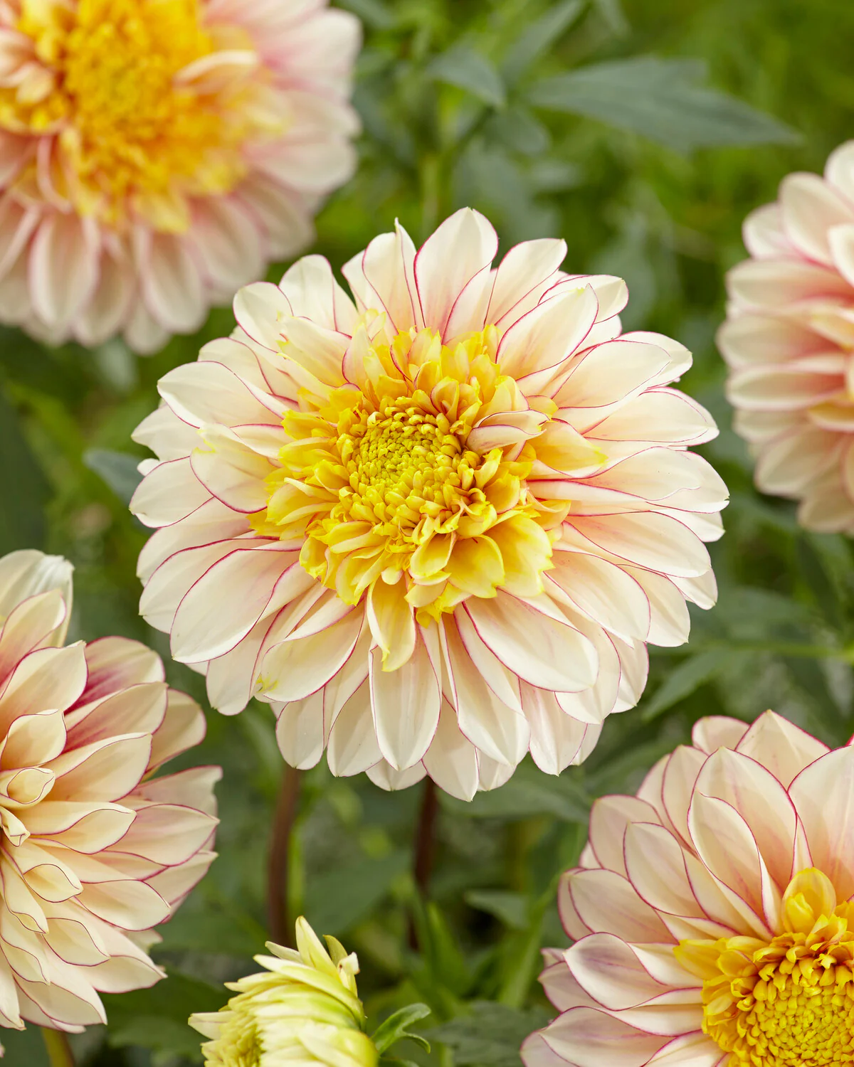 Dahlia 'Polka' - Image 5