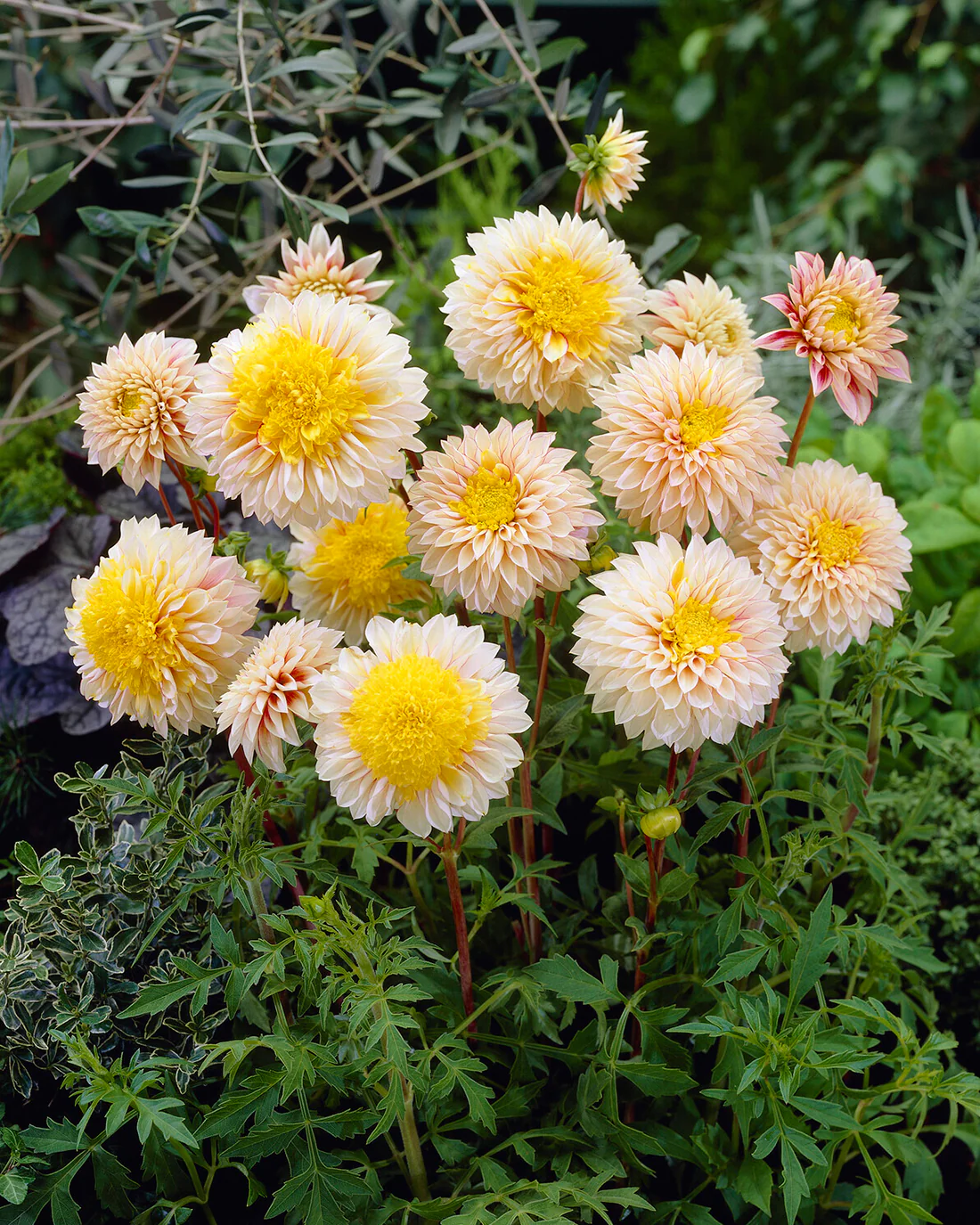 Dahlia 'Polka' - Image 7