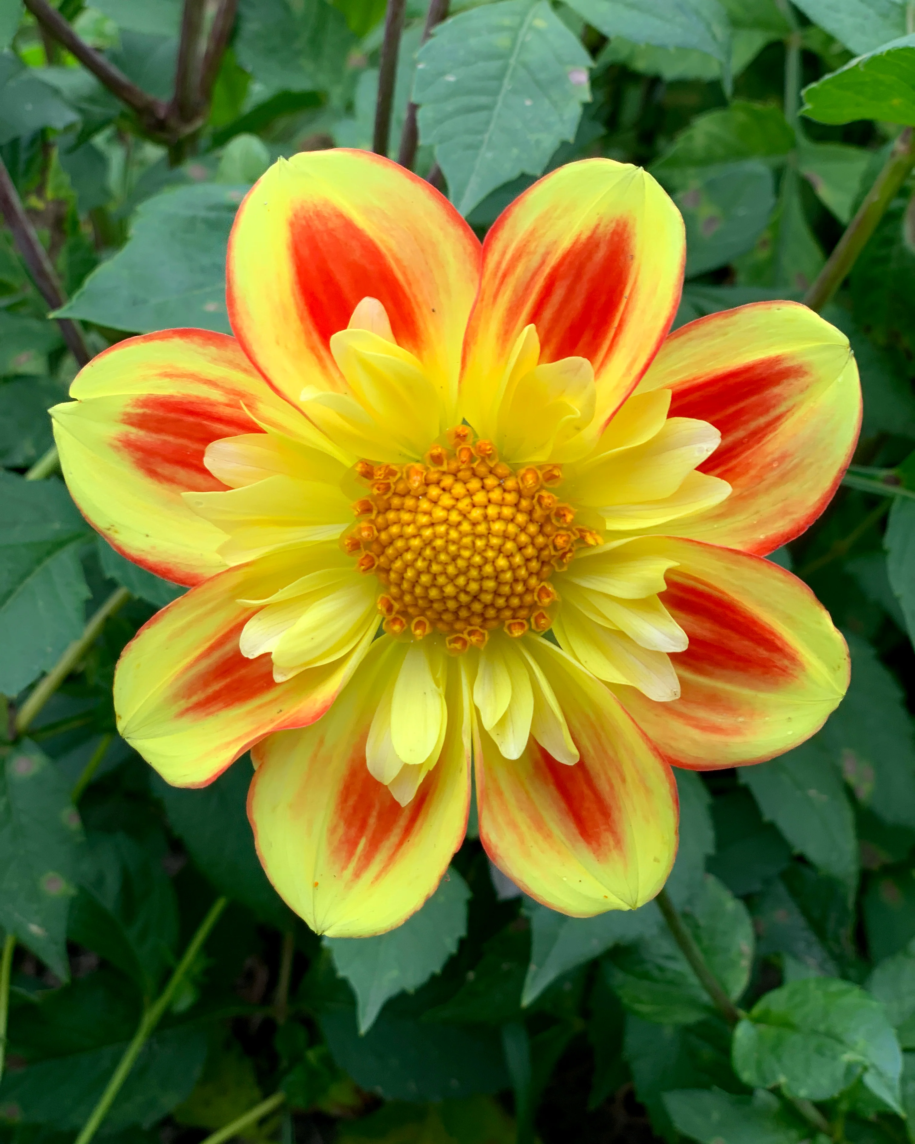 Dahlia 'Pooh Swan Island' - Image 4