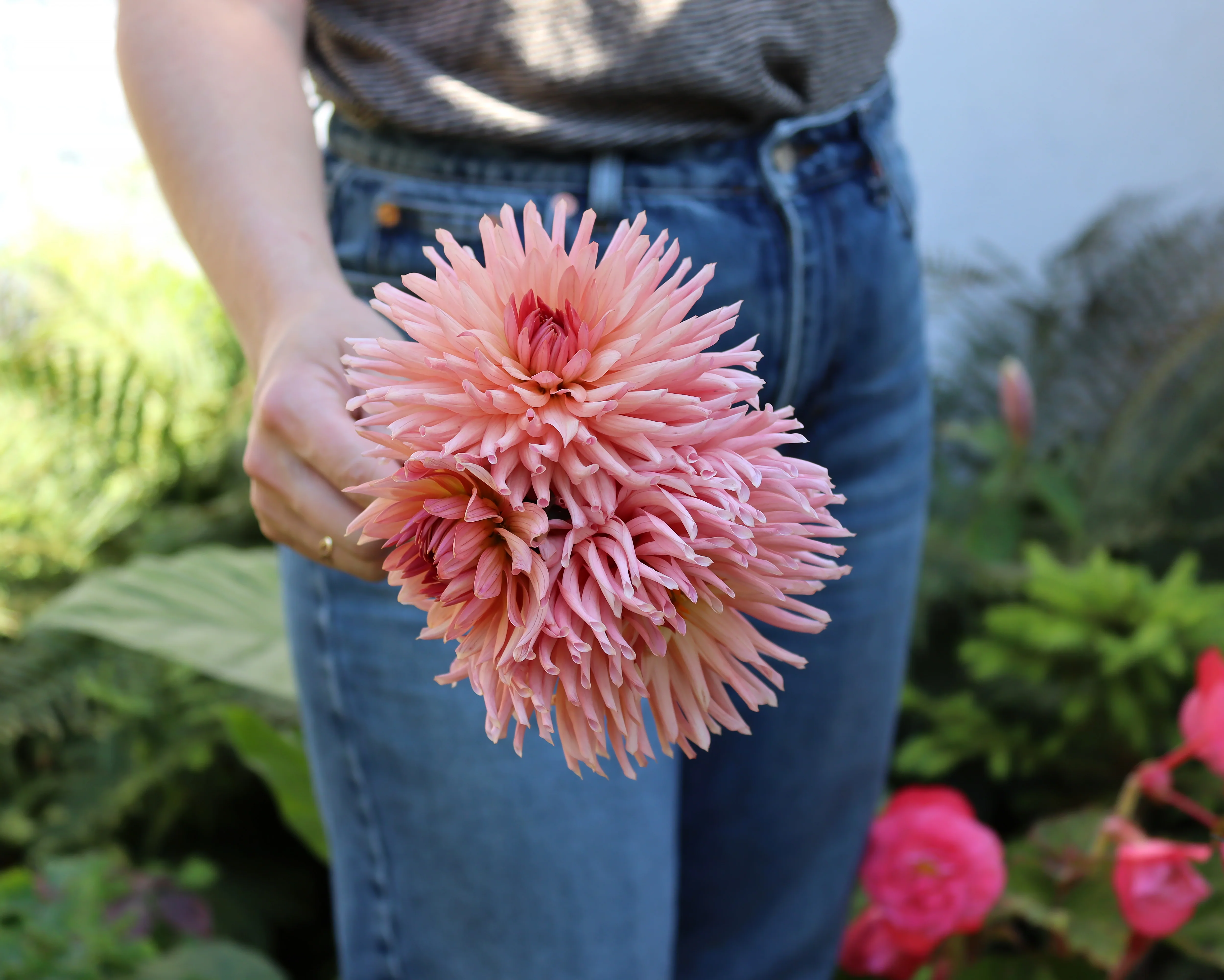 Dahlia 'Preference' - Image 3