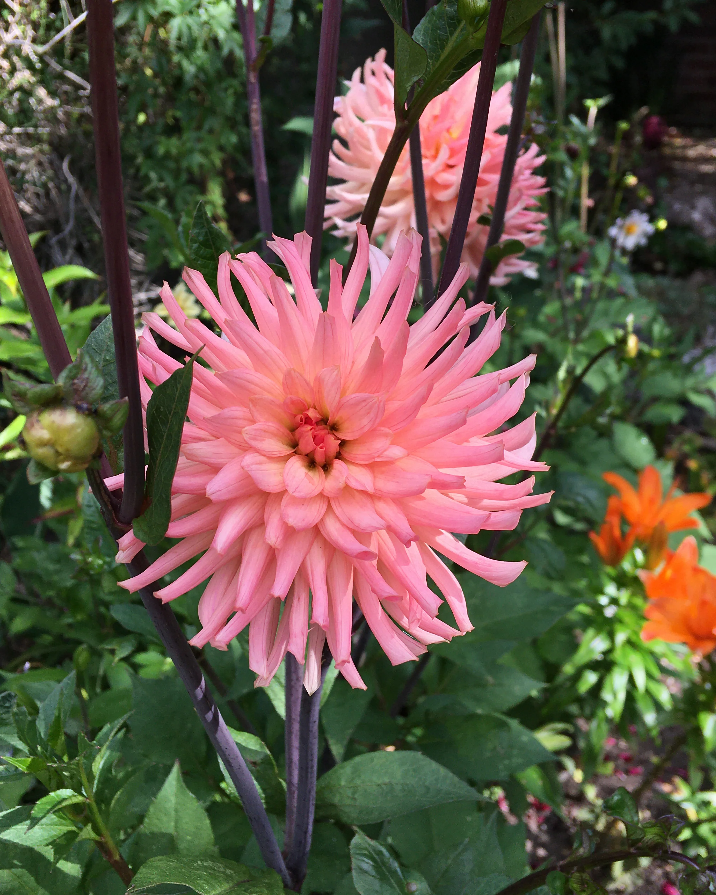 Dahlia 'Preference' - Image 5