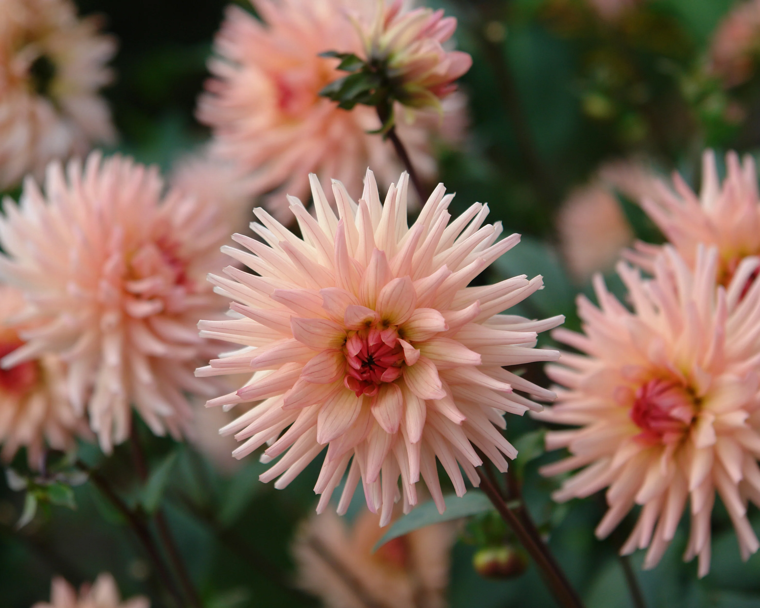 Dahlia 'Preference' - Image 6