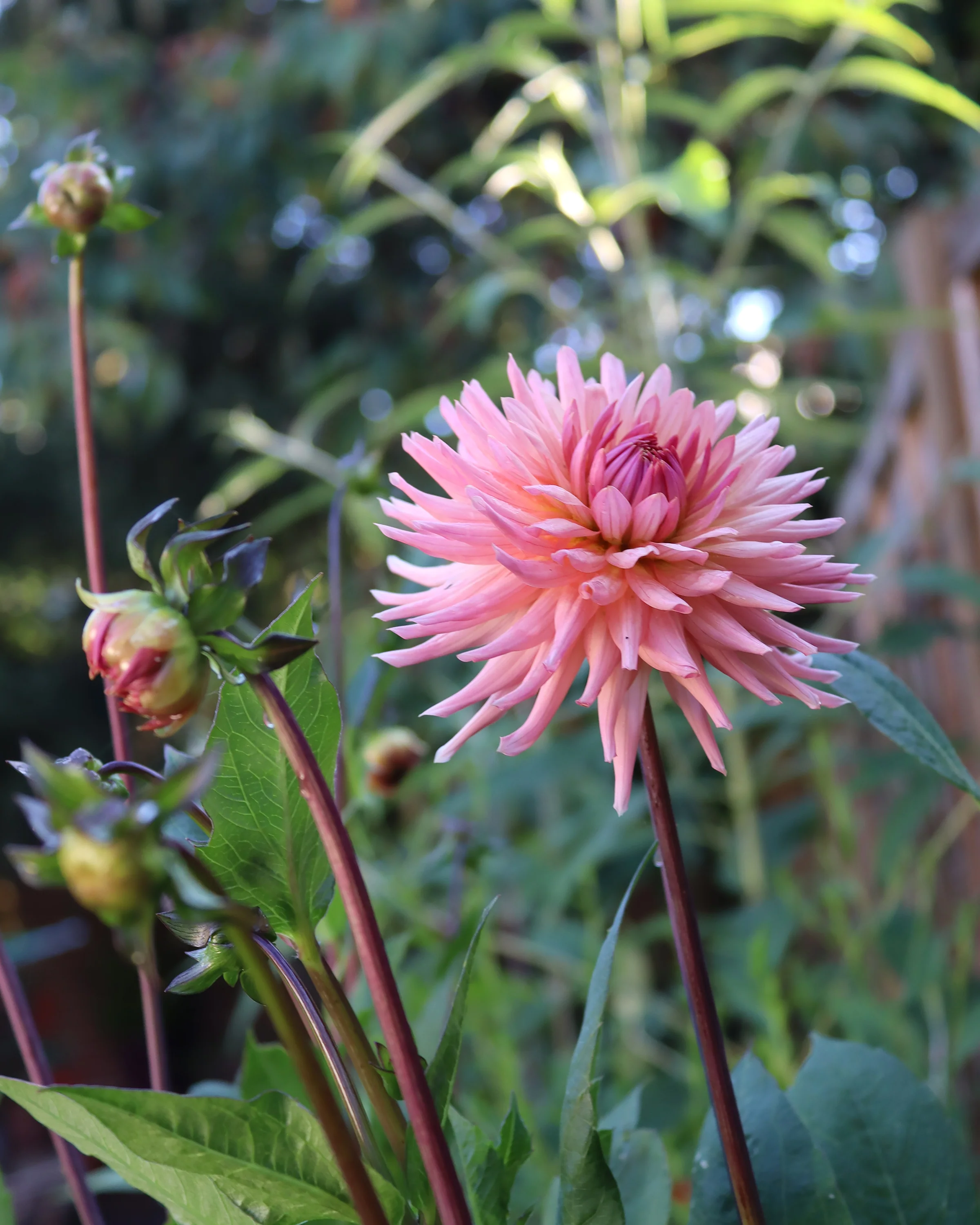 Dahlia 'Preference' - Image 7