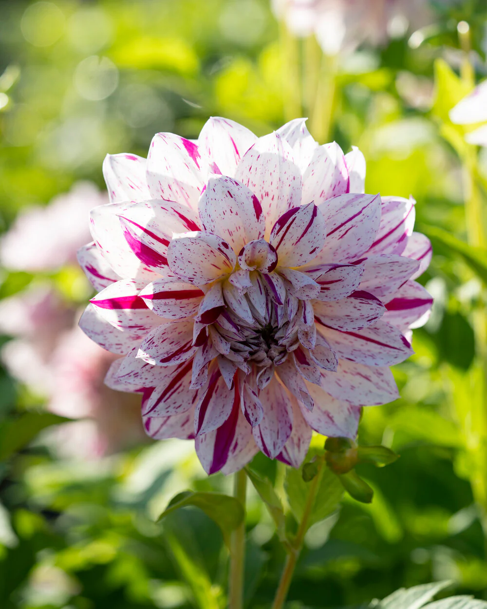 Dahlia 'Prince Valiant' - Image 5