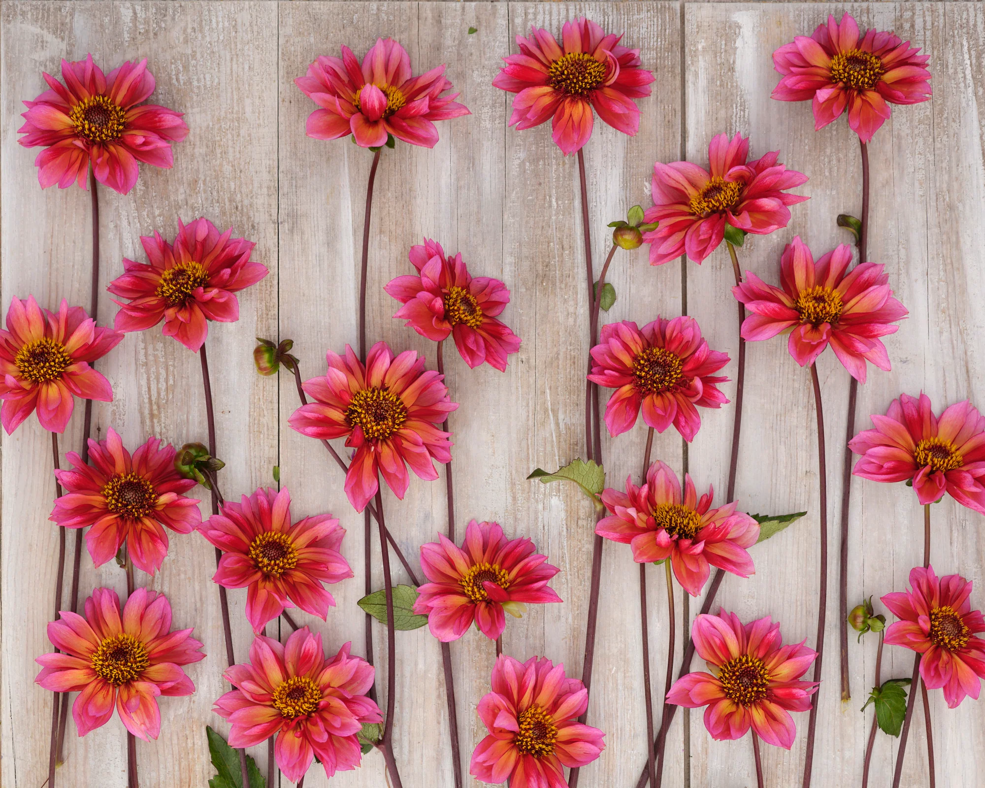 Dahlia 'Princess Nadine' - Image 5