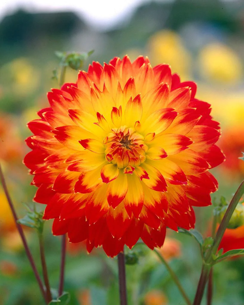 Dahlia 'Procyon' - Image 3