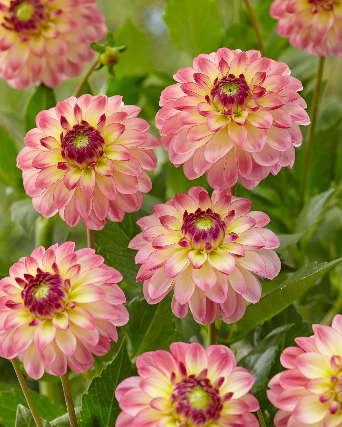 Dahlia 'Pure Happiness' - Image 4