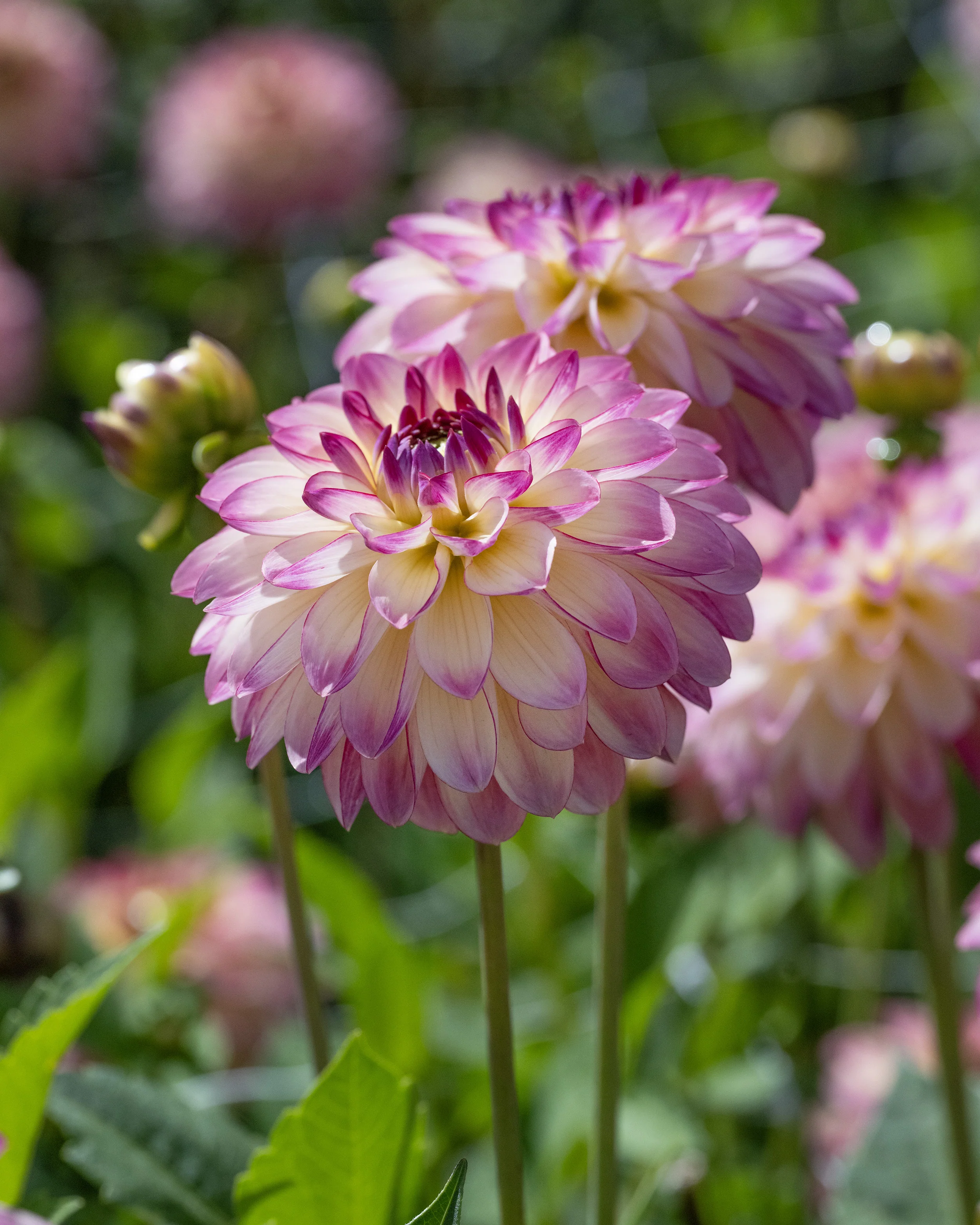 Dahlia 'Pure Happiness' - Image 5