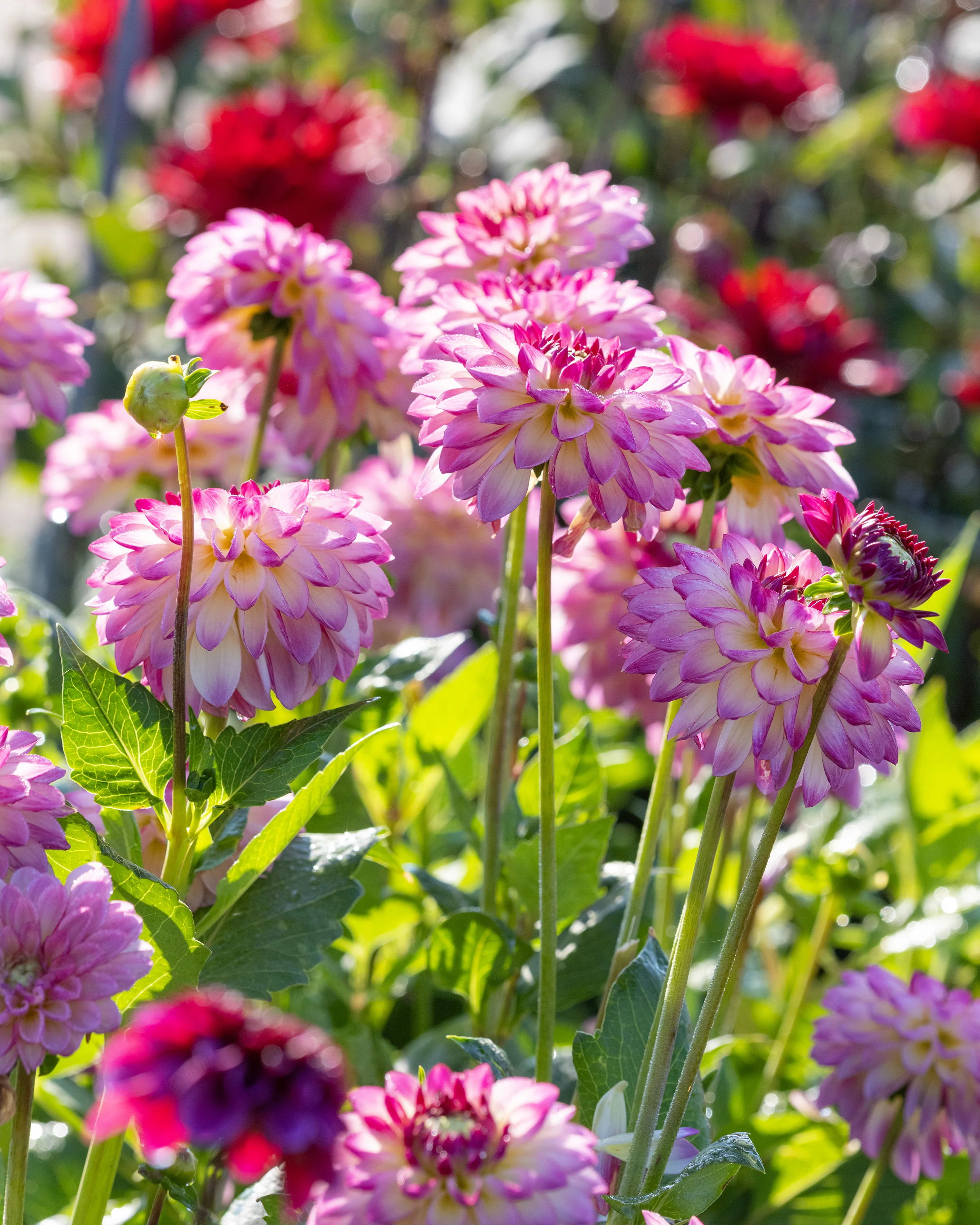 Dahlia 'Pure Happiness' - Image 6