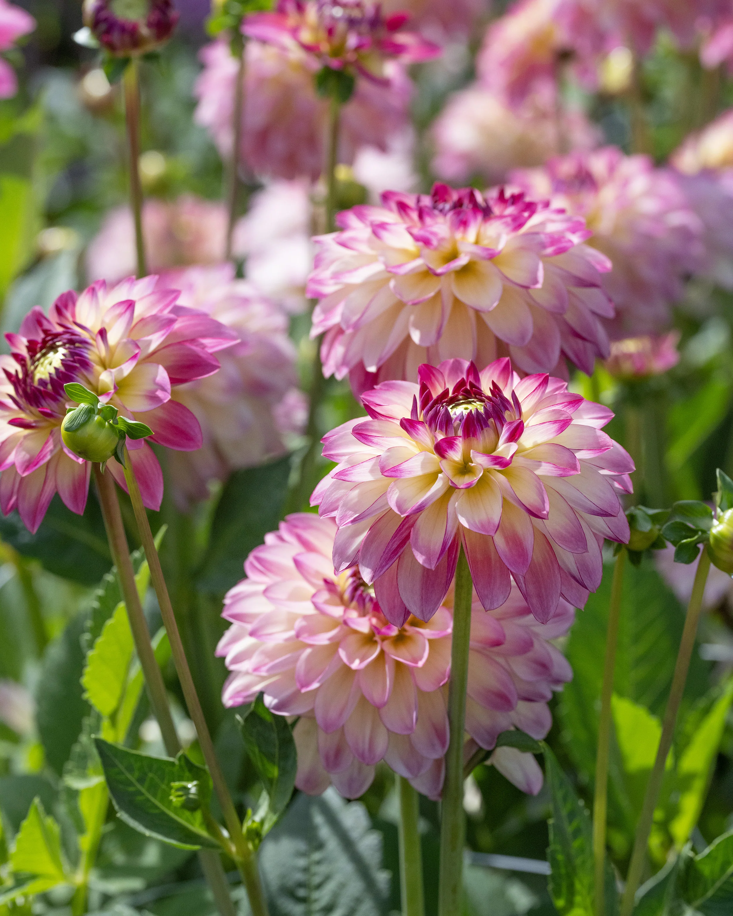 Dahlia 'Pure Happiness' - Image 7