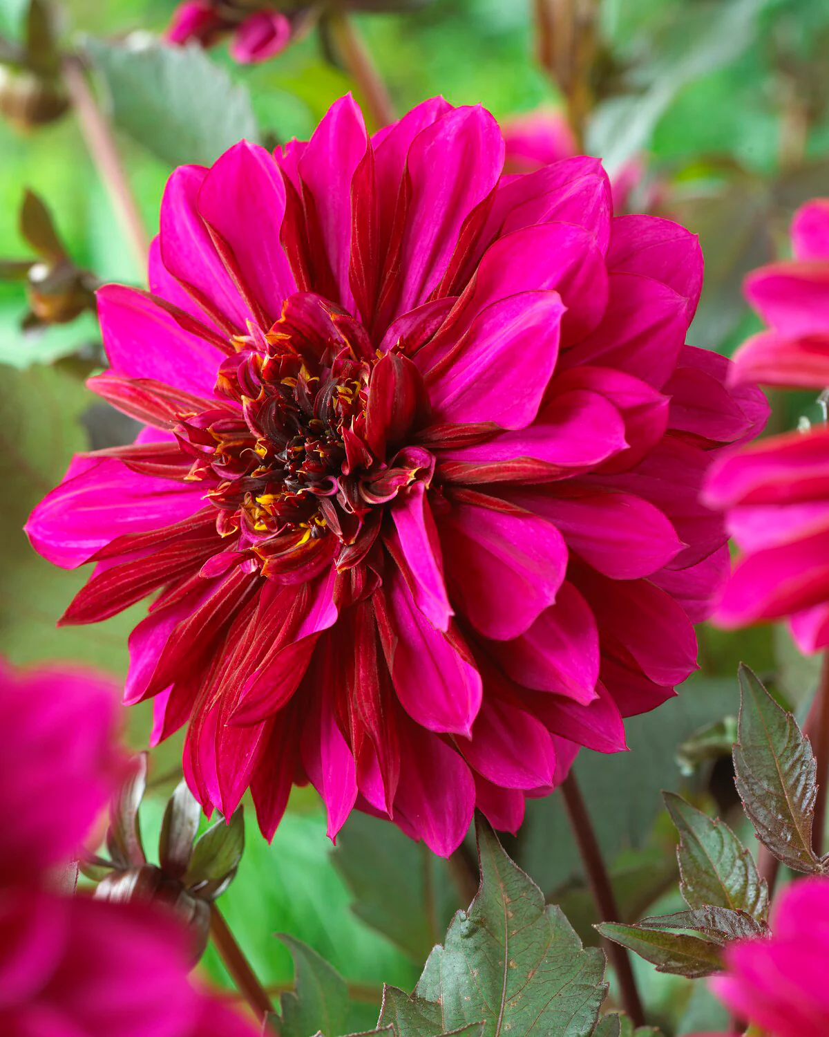 Dahlia 'Purple Haze' - Image 7