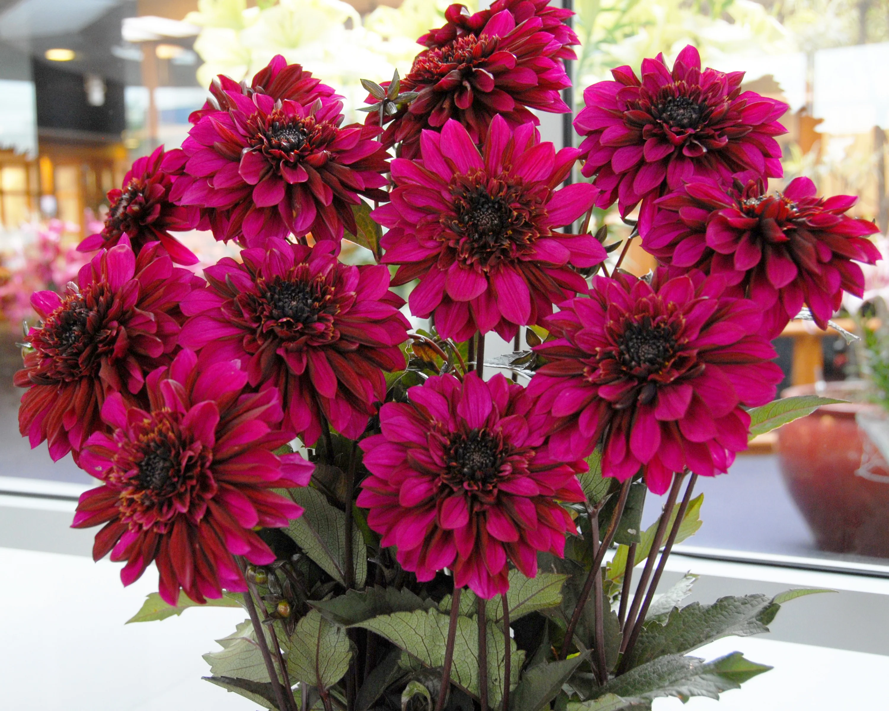 Dahlia 'Purple Haze' - Image 8