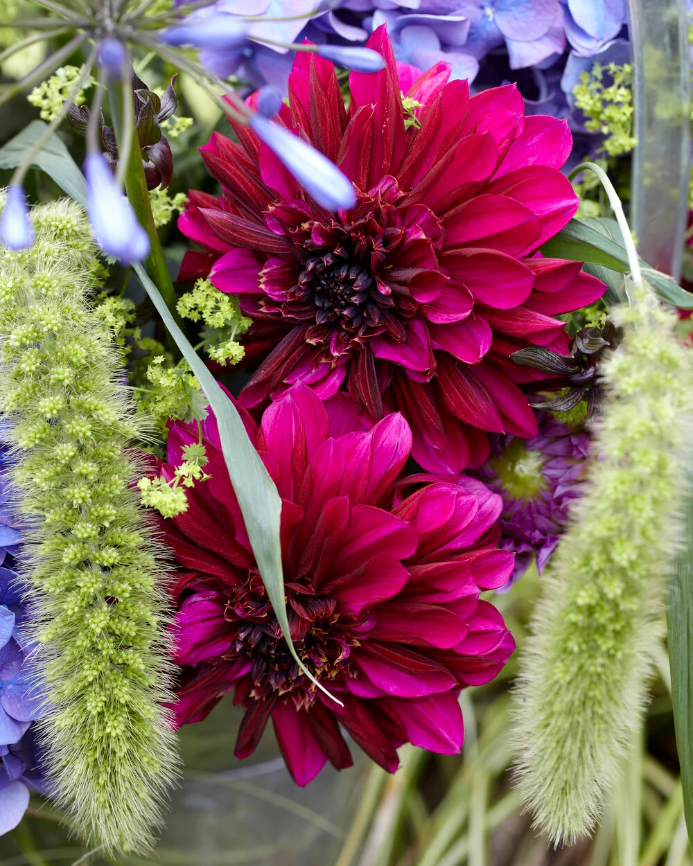 Dahlia 'Purple Haze' - Image 9