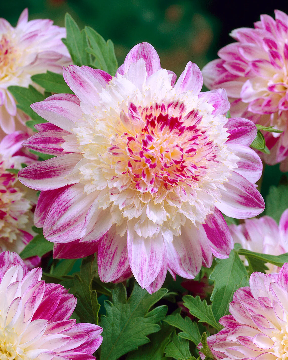 Dahlia 'Que Sera'