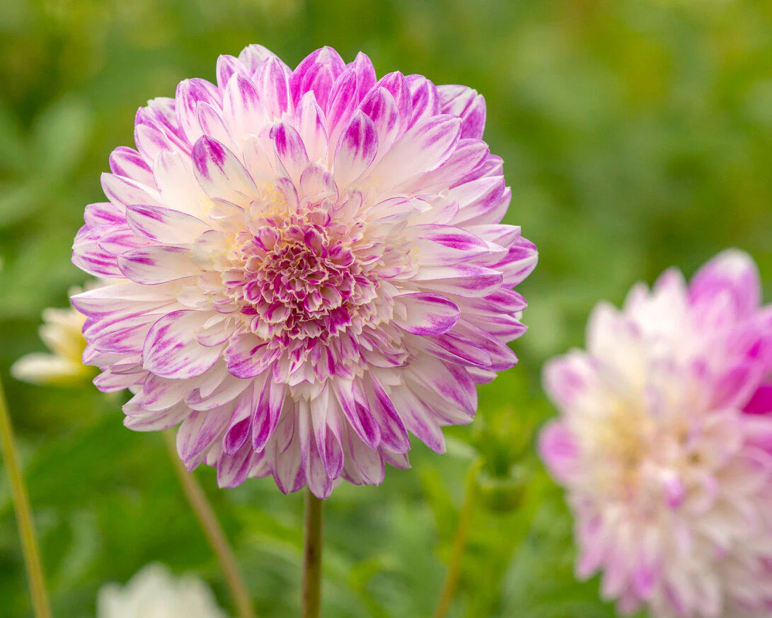 Dahlia 'Que Sera' - Image 2