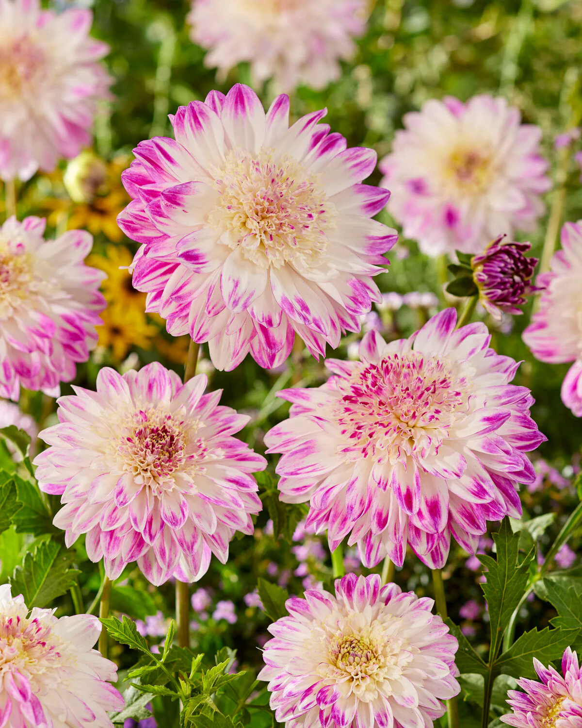 Dahlia 'Que Sera' - Image 5