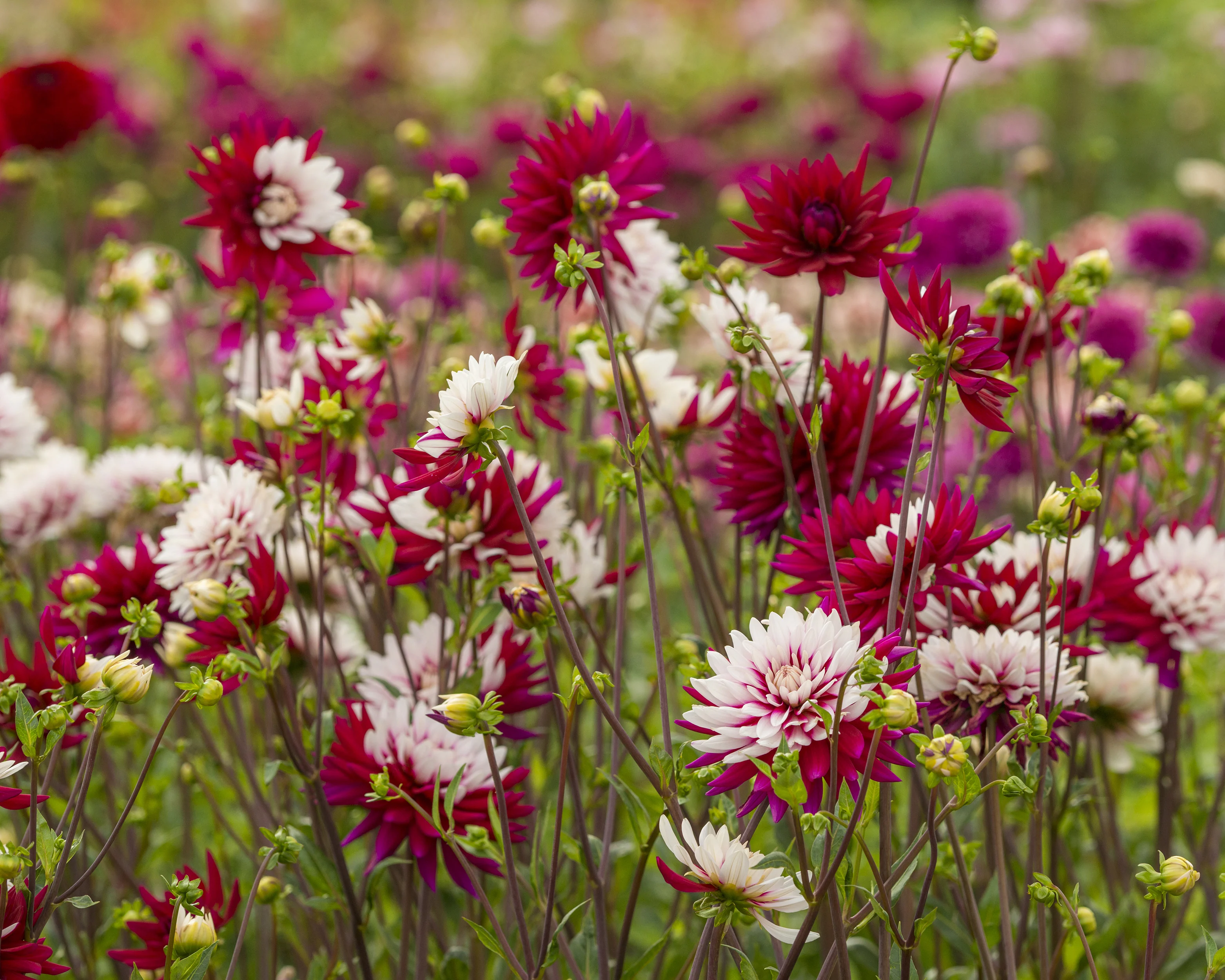 Dahlia 'Rebecca's World' - Image 2