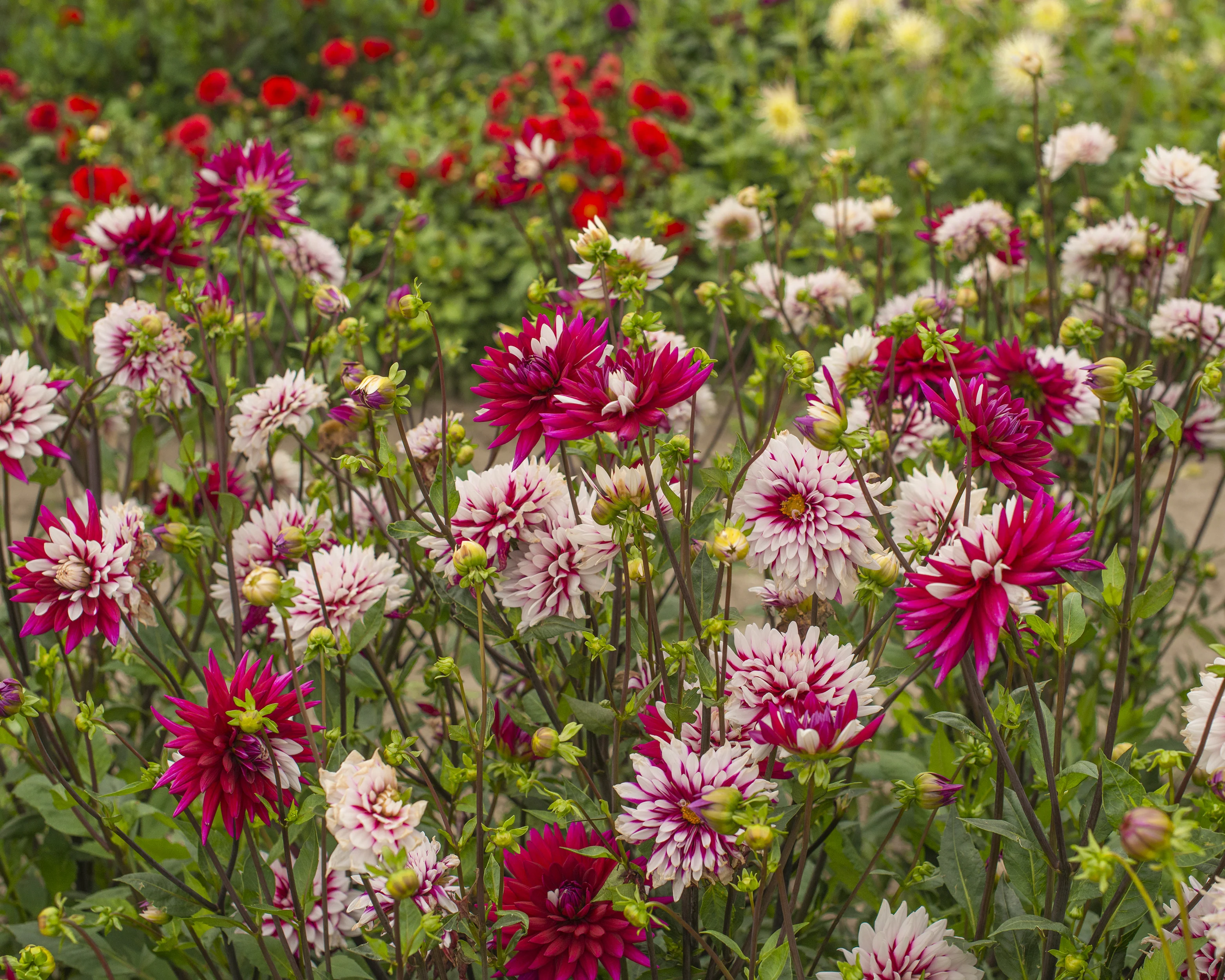 Dahlia 'Rebecca's World' - Image 7