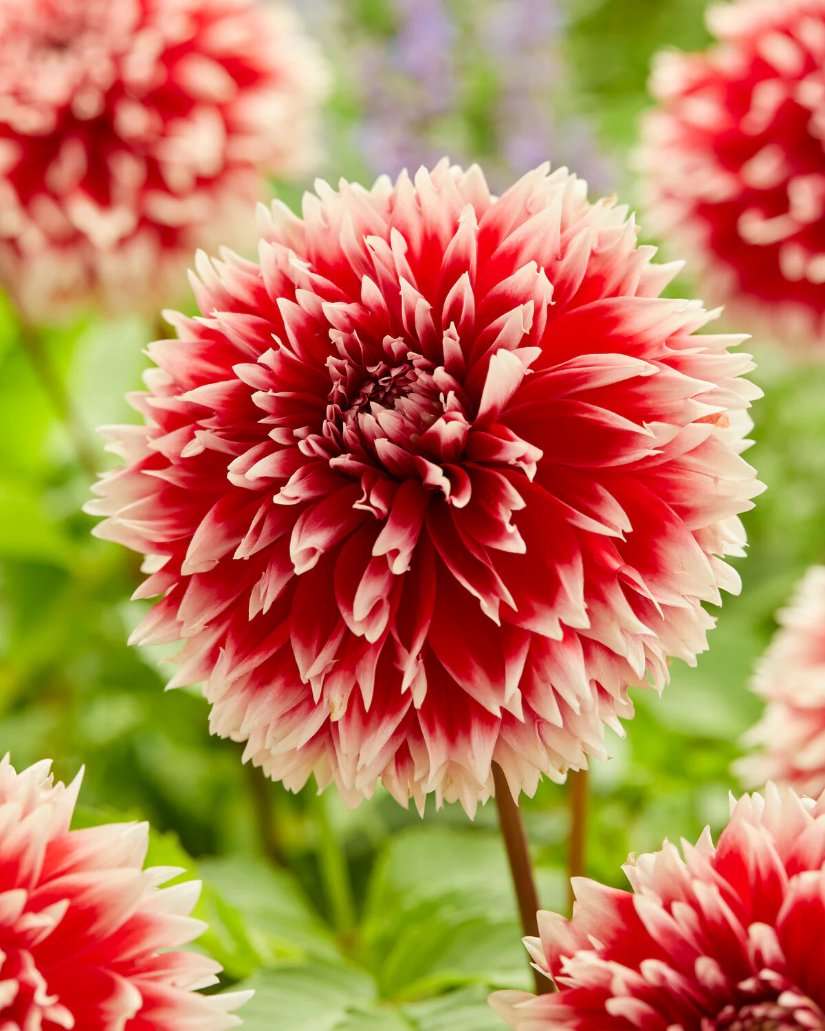 Dahlia 'Red and White Fubuki' - Image 3