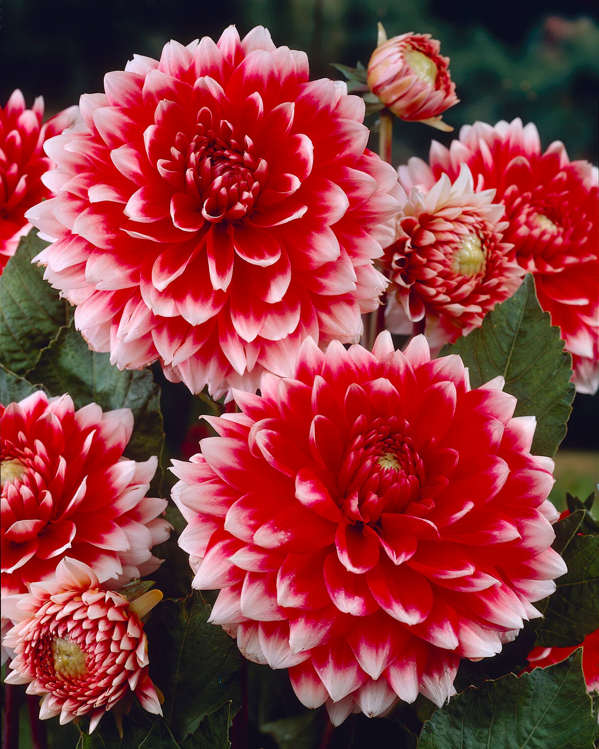 Dahlia 'Red and White Fubuki' - Image 5