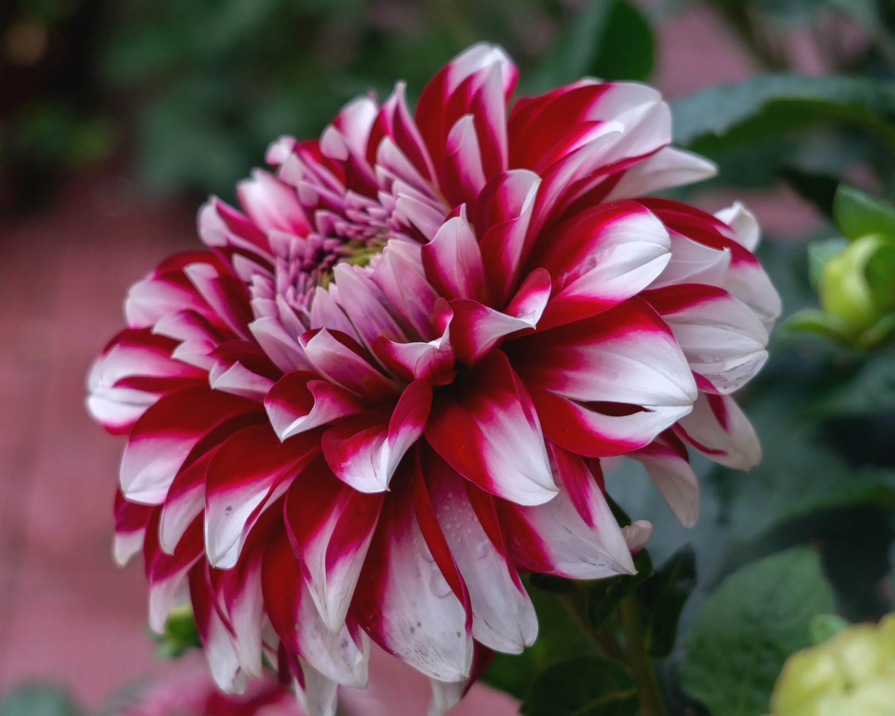 Dahlia 'Red and White Fubuki' - Image 6