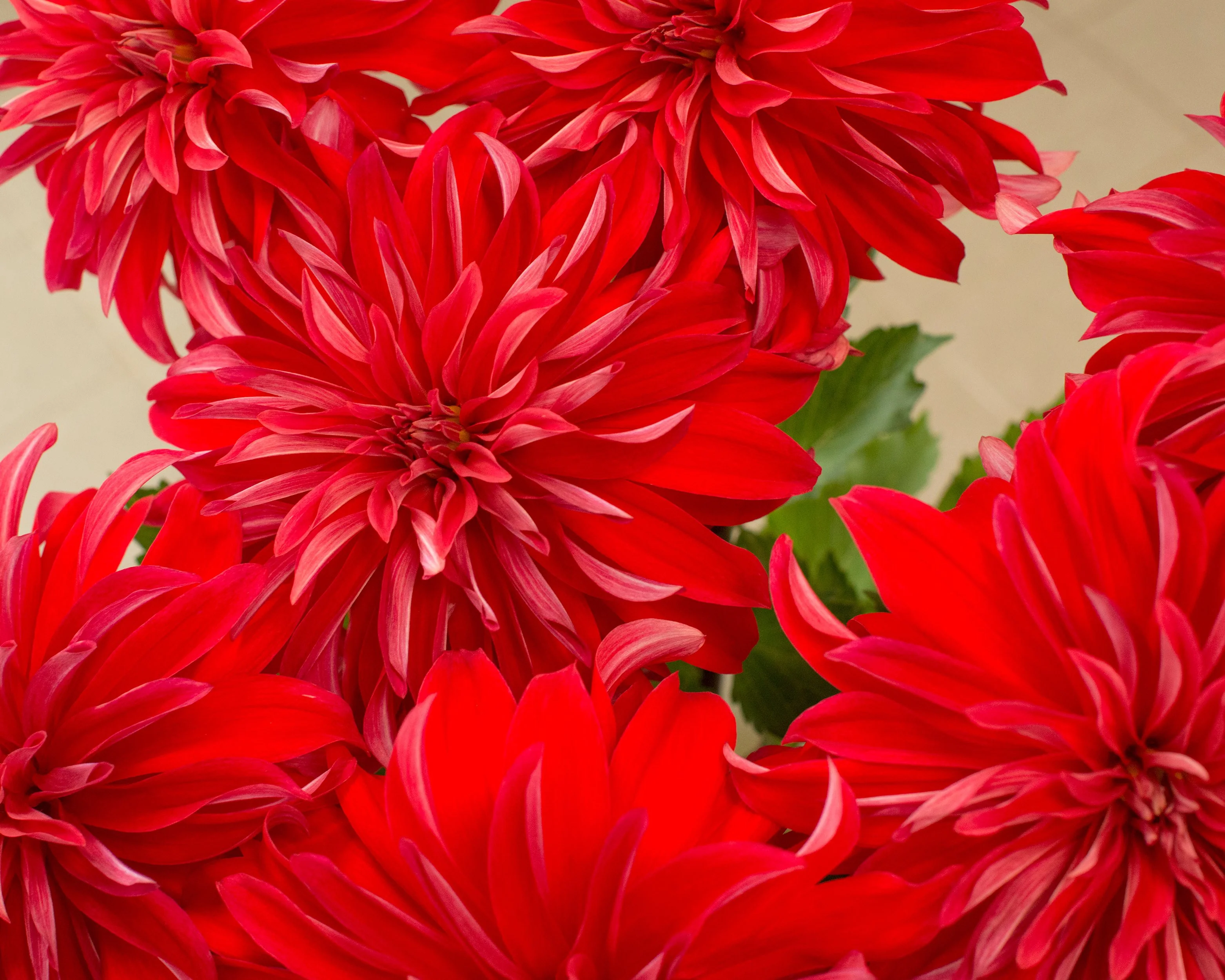 Dahlia 'Red Labyrinth' - Image 2