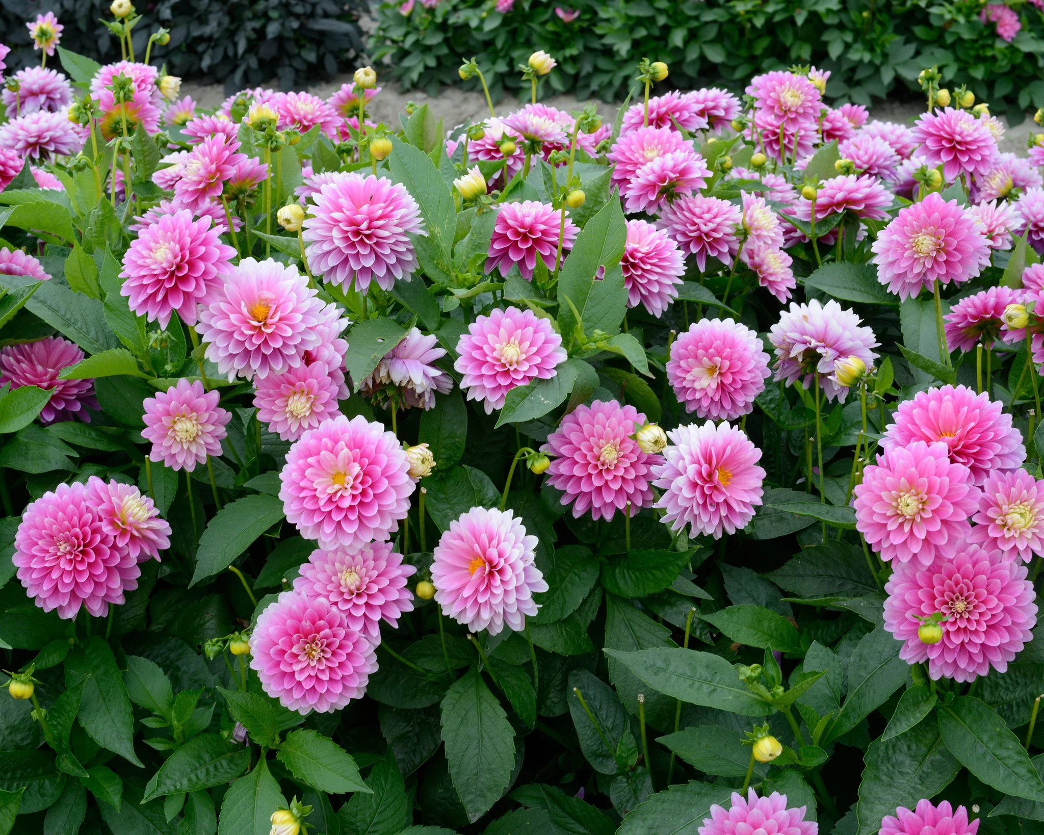 Dahlia 'Rembrandt' - Image 3