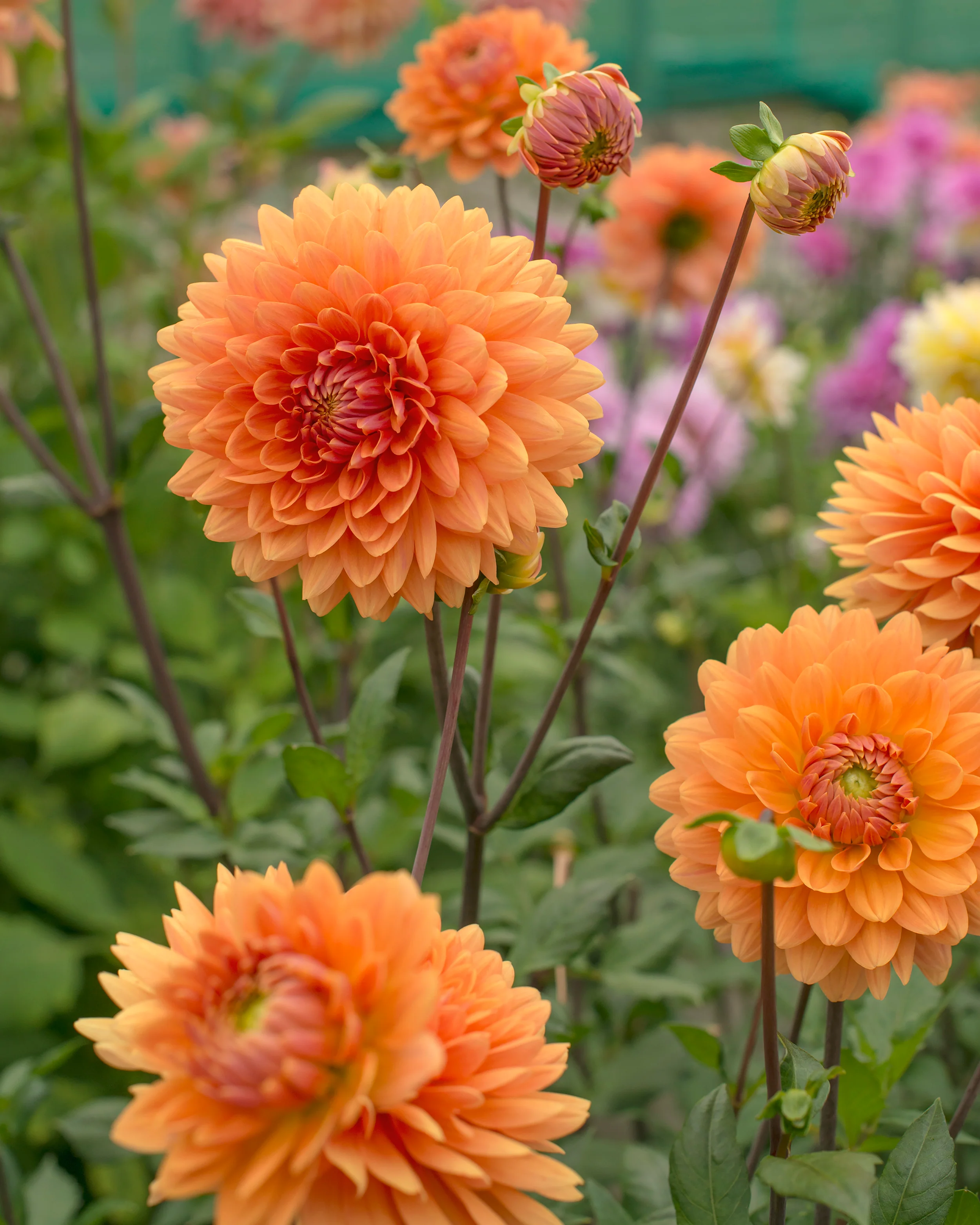 Dahlia 'Renate Tozio' - Image 2