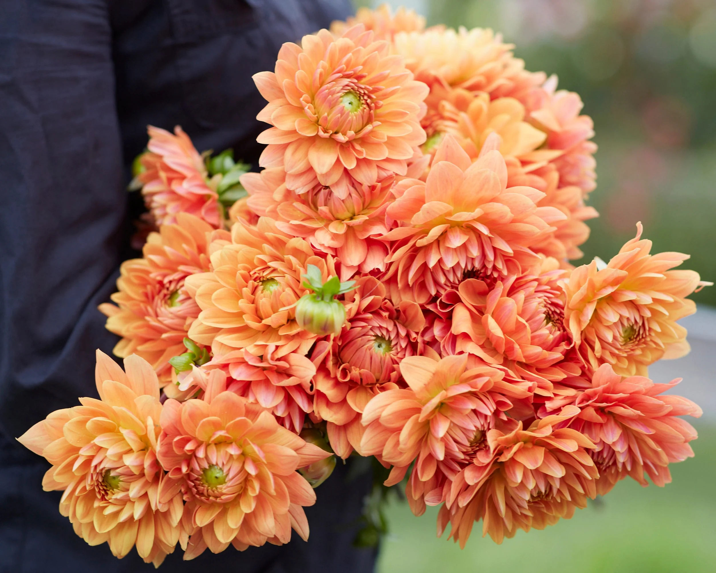 Dahlia 'Renate Tozio' - Image 3