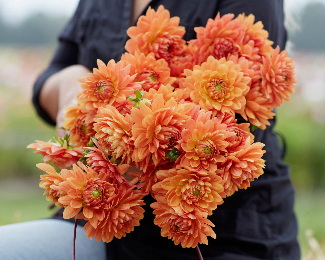 Dahlia 'Renate Tozio' - Image 5