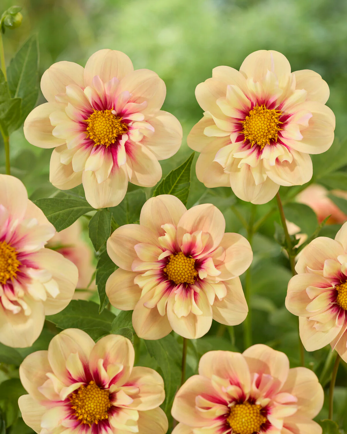 Dahlia 'Rhubarb and Custard' - Image 5