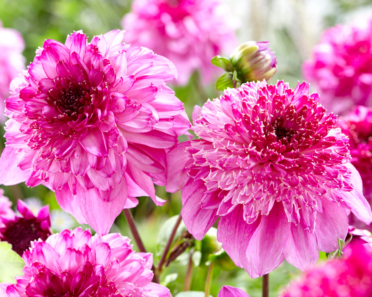 Dahlia 'Richards Fortune' - Image 3