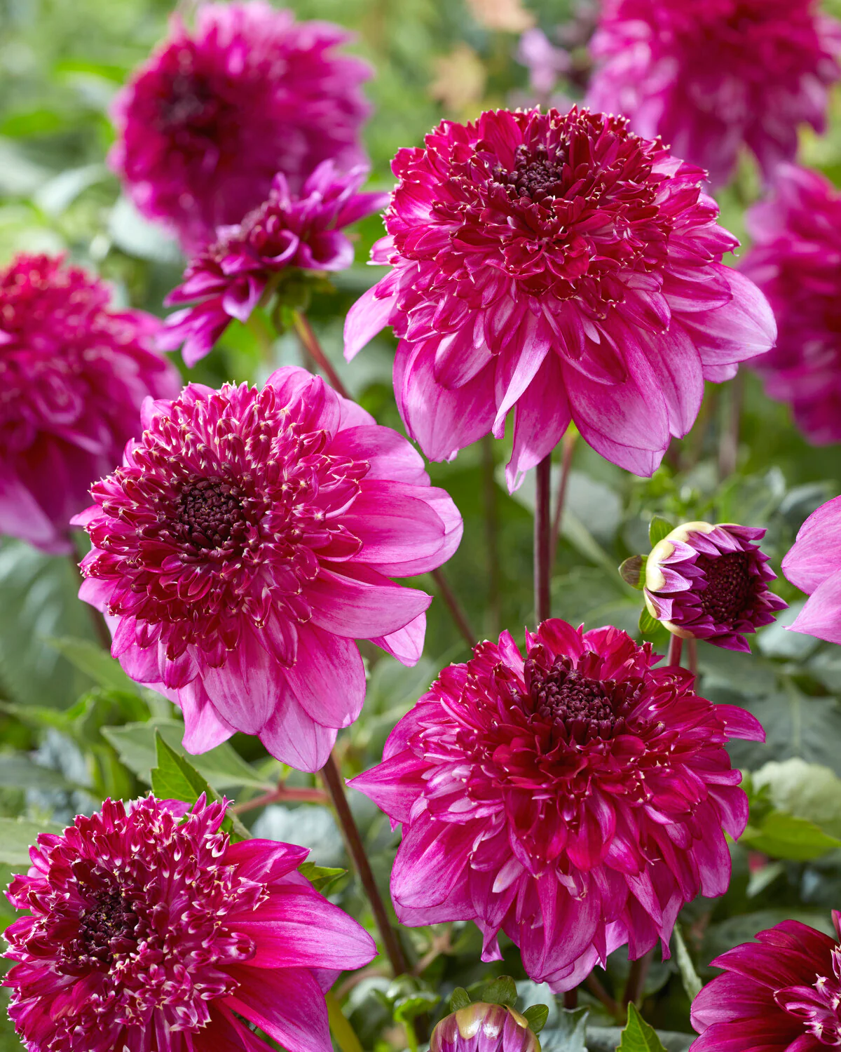 Dahlia 'Richards Fortune' - Image 4
