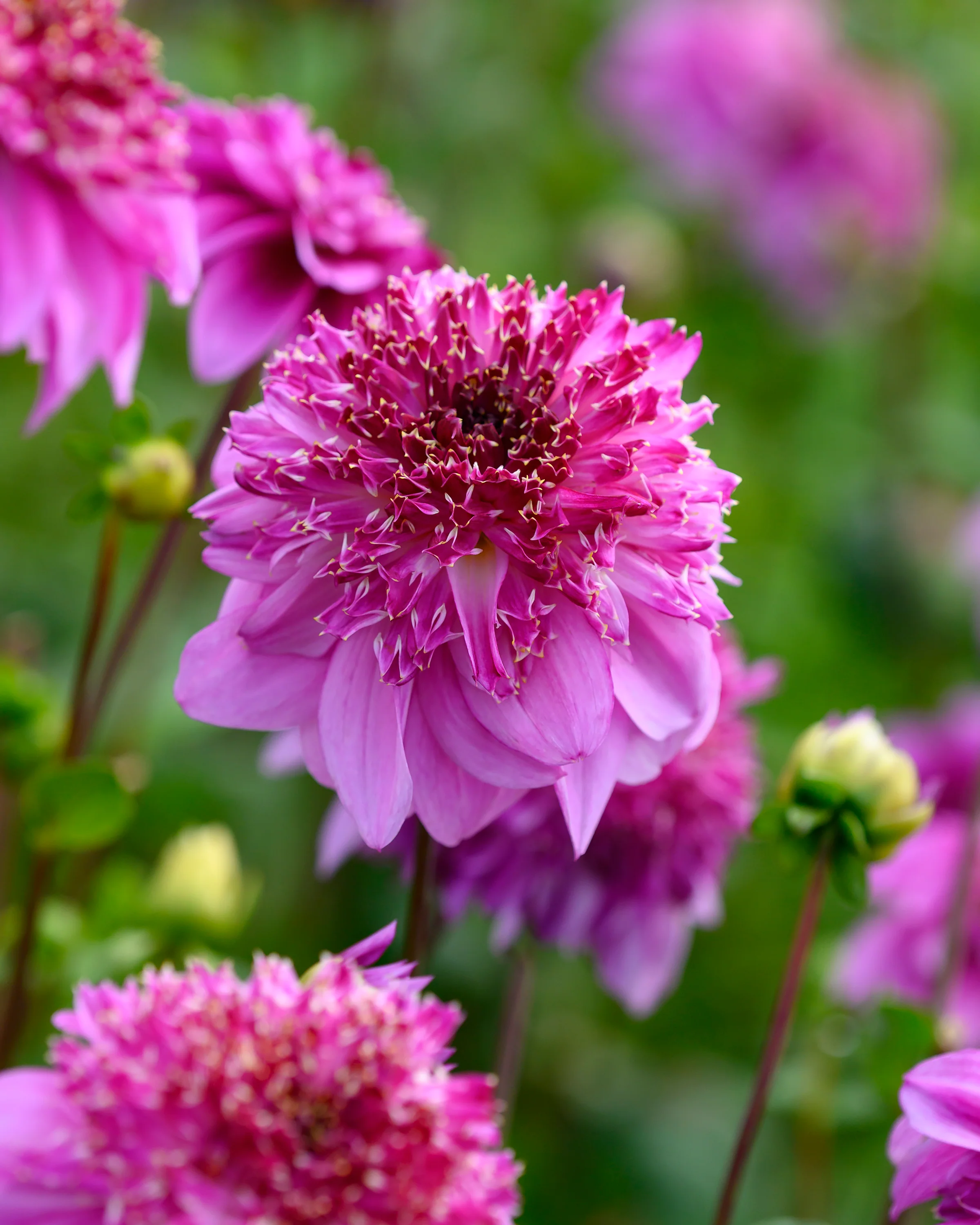 Dahlia 'Richards Fortune' - Image 5