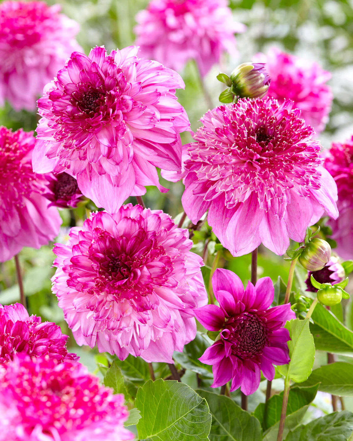 Dahlia 'Richards Fortune' - Image 6
