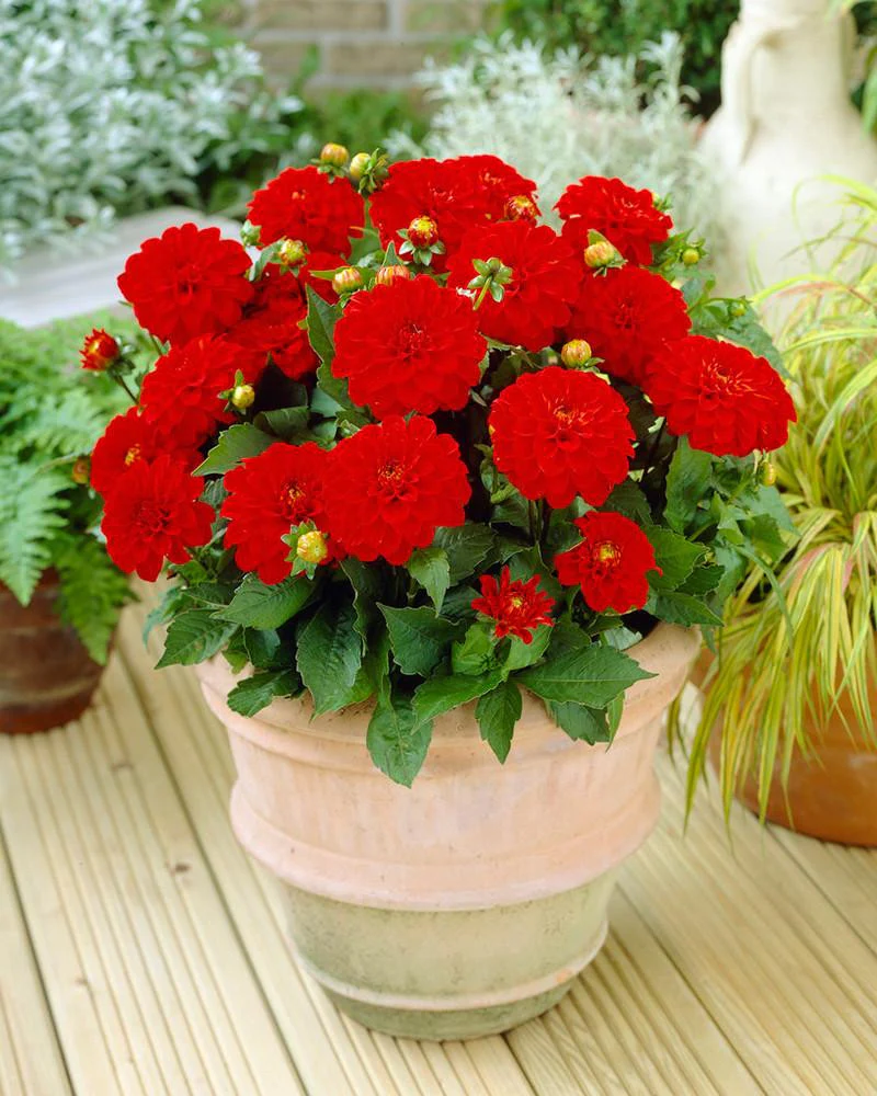 Dahlia 'Rivera'