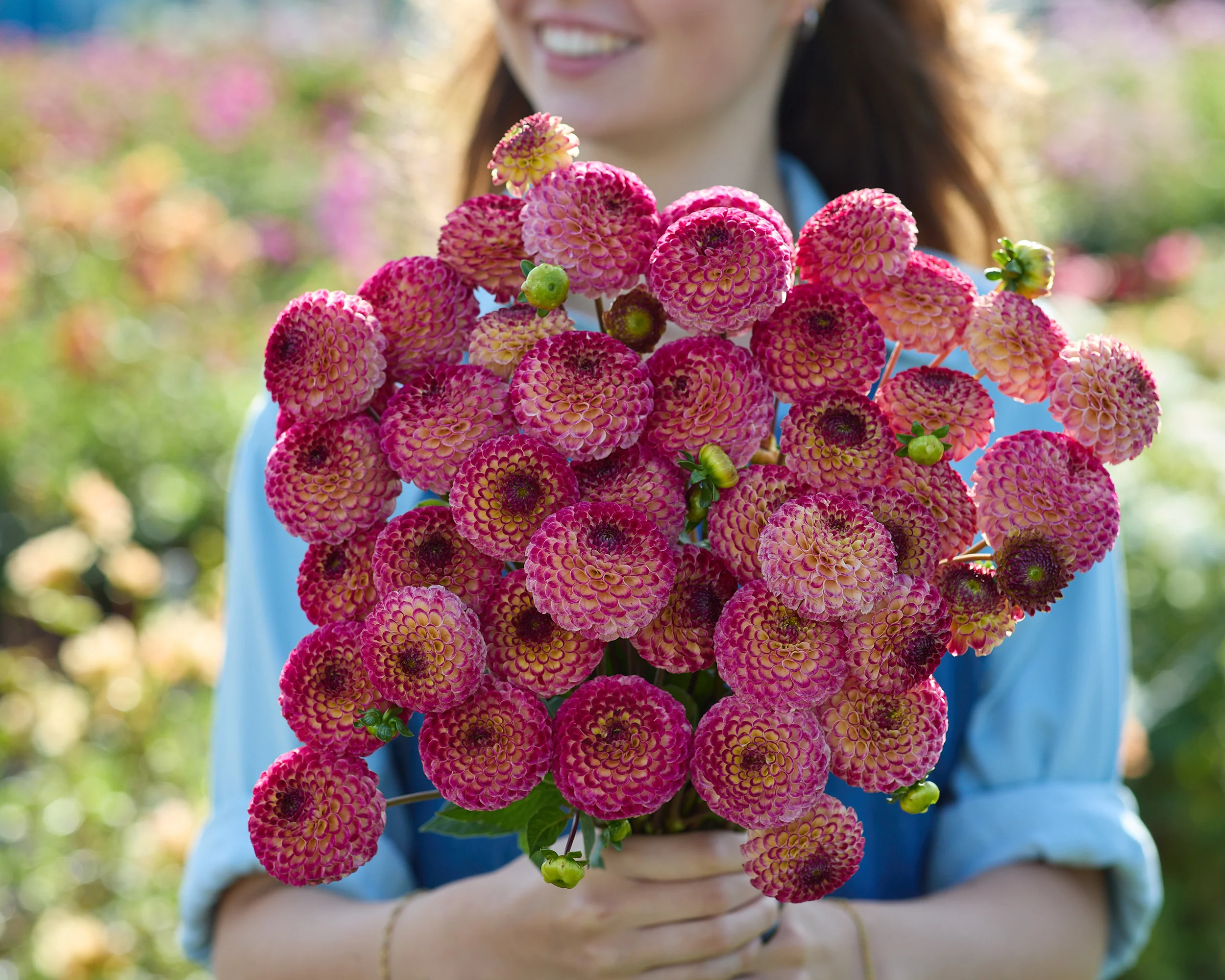Dahlia 'Ryecroft Blackberry' - Image 2