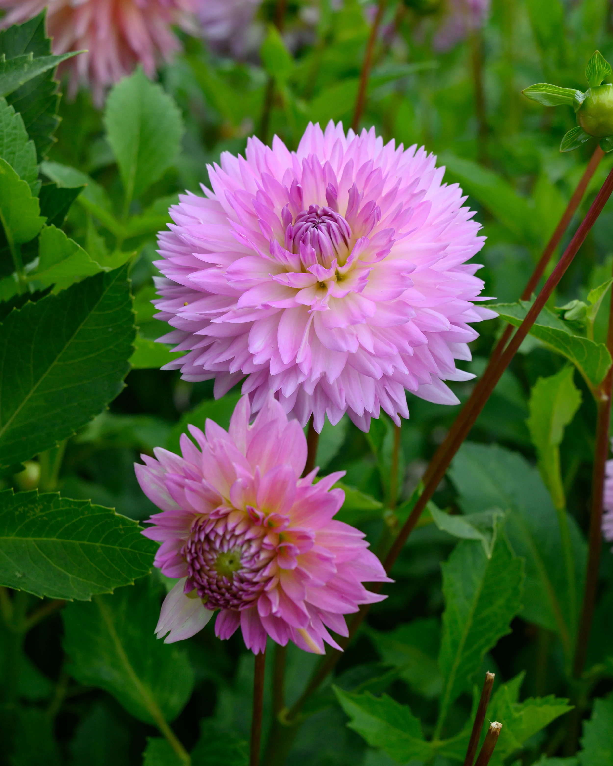 Dahlia 'Sakura Fubuki' - Image 2