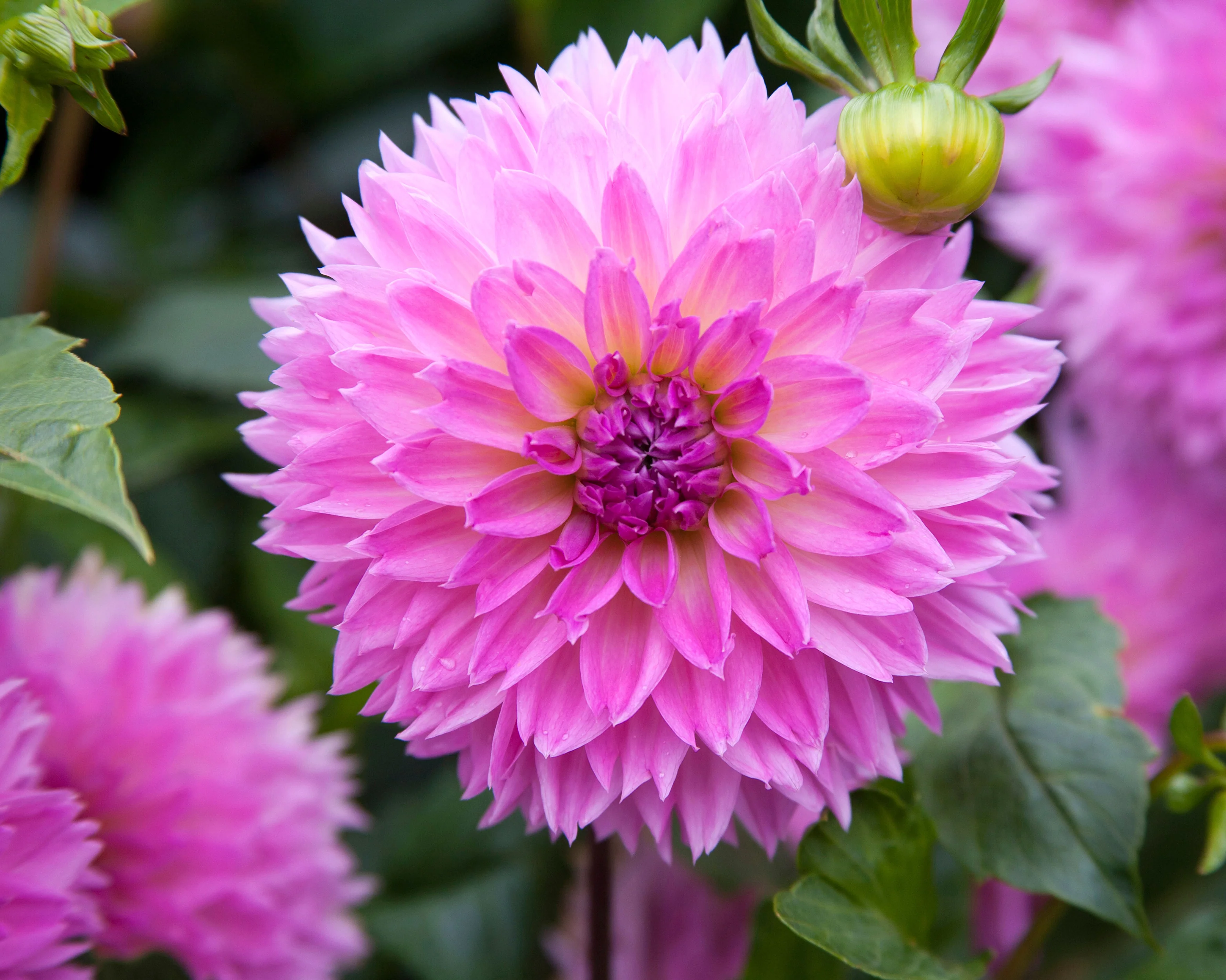 Dahlia 'Sakura Fubuki' - Image 3