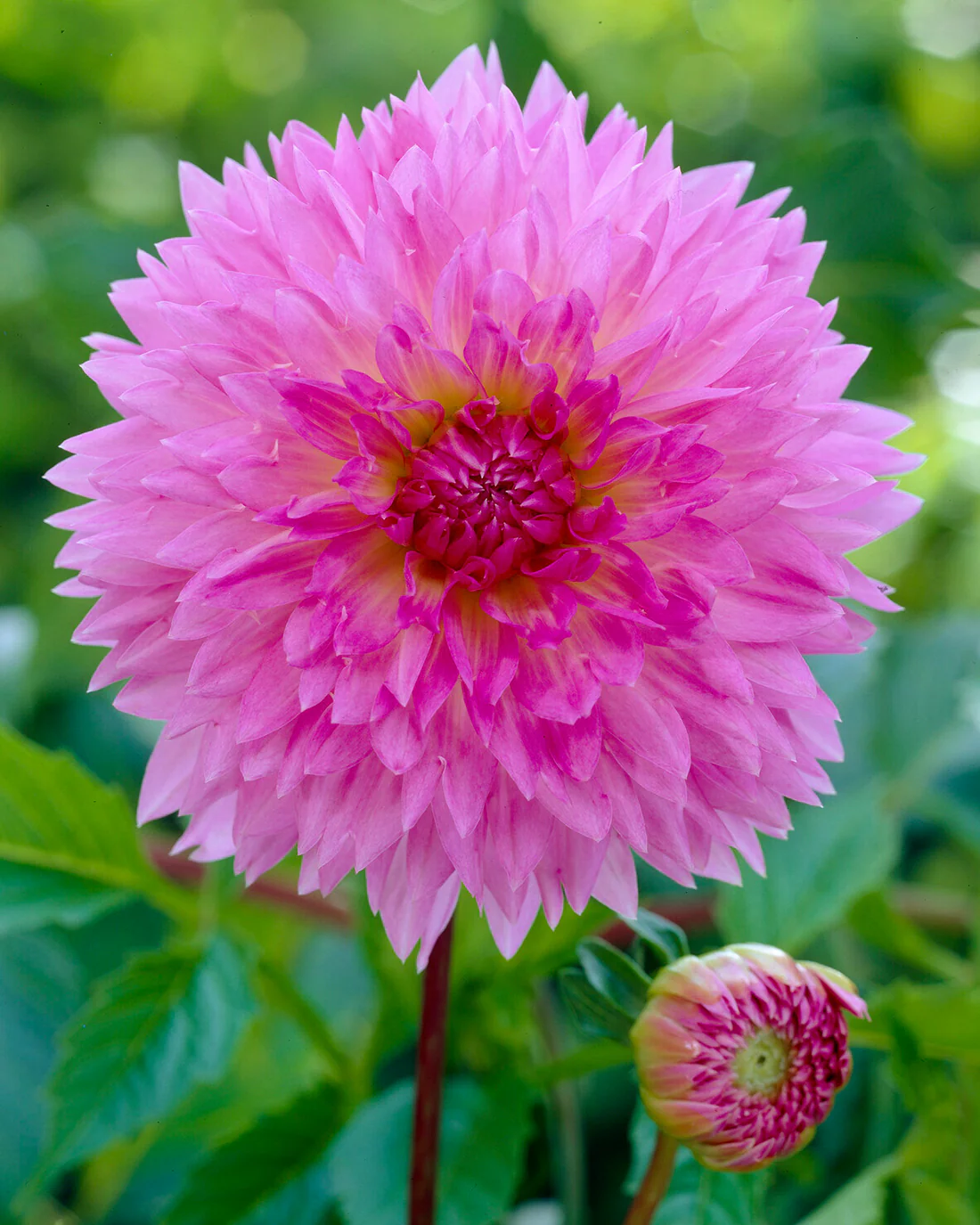 Dahlia 'Sakura Fubuki' - Image 4