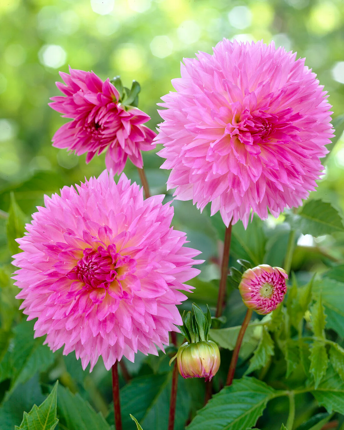 Dahlia 'Sakura Fubuki' - Image 5
