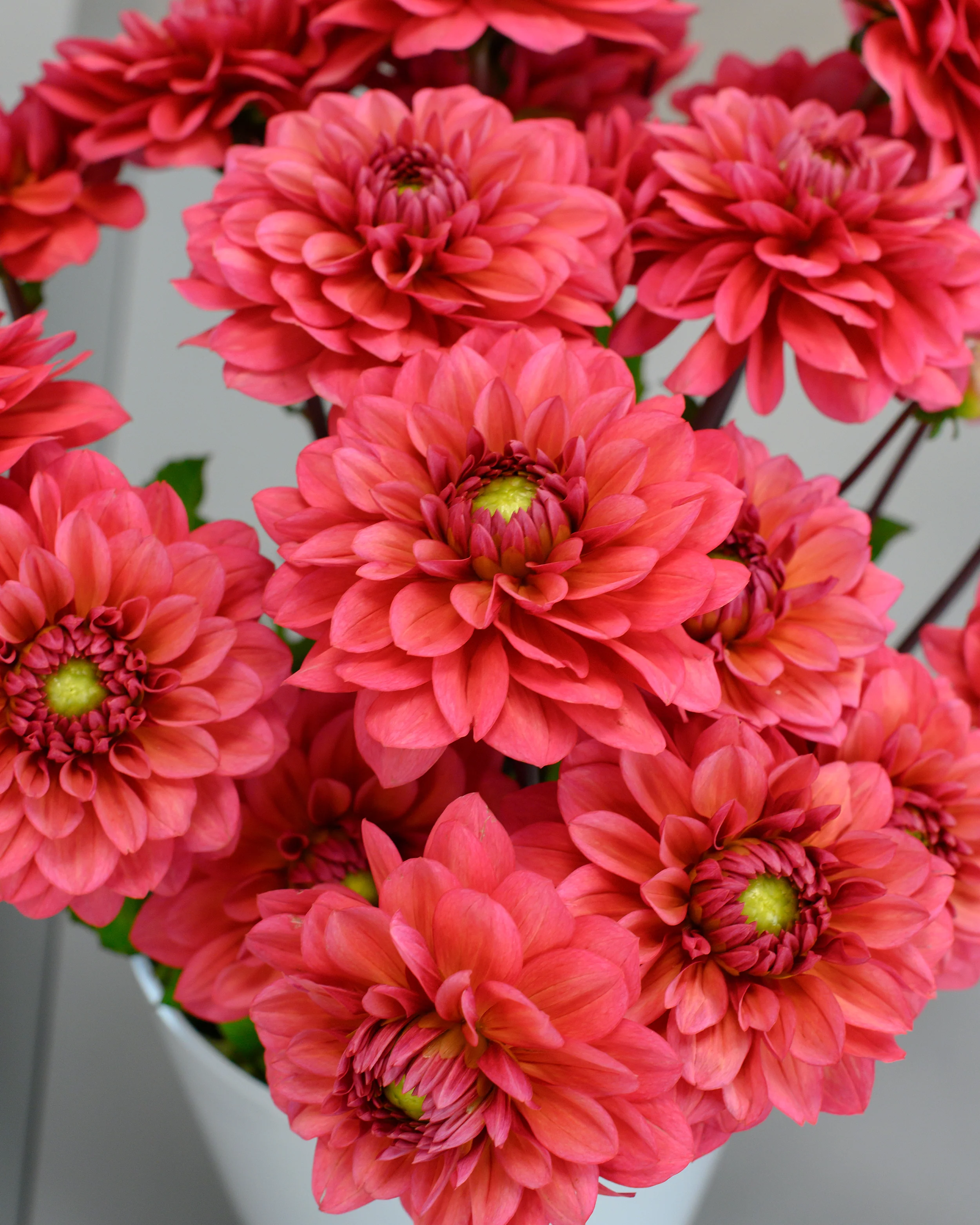 Dahlia 'Salmon Runner' - Image 10