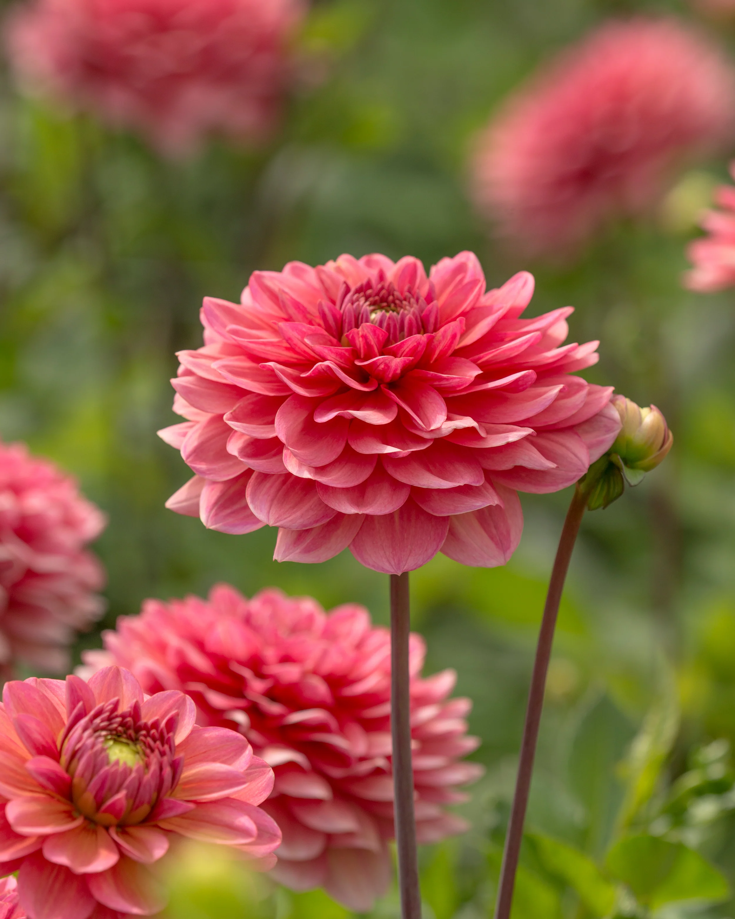 Dahlia 'Salmon Runner' - Image 12