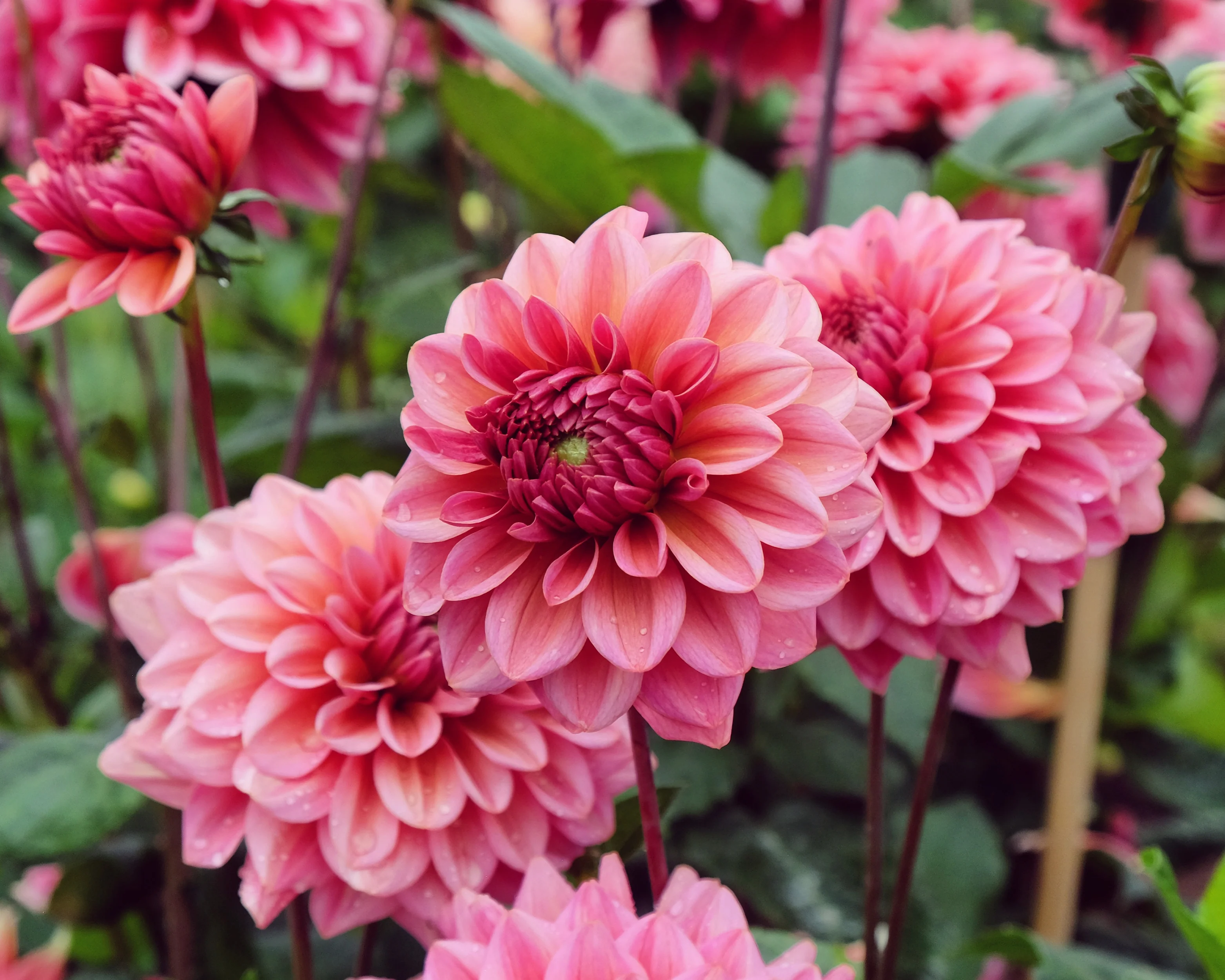 Dahlia 'Salmon Runner' - Image 14
