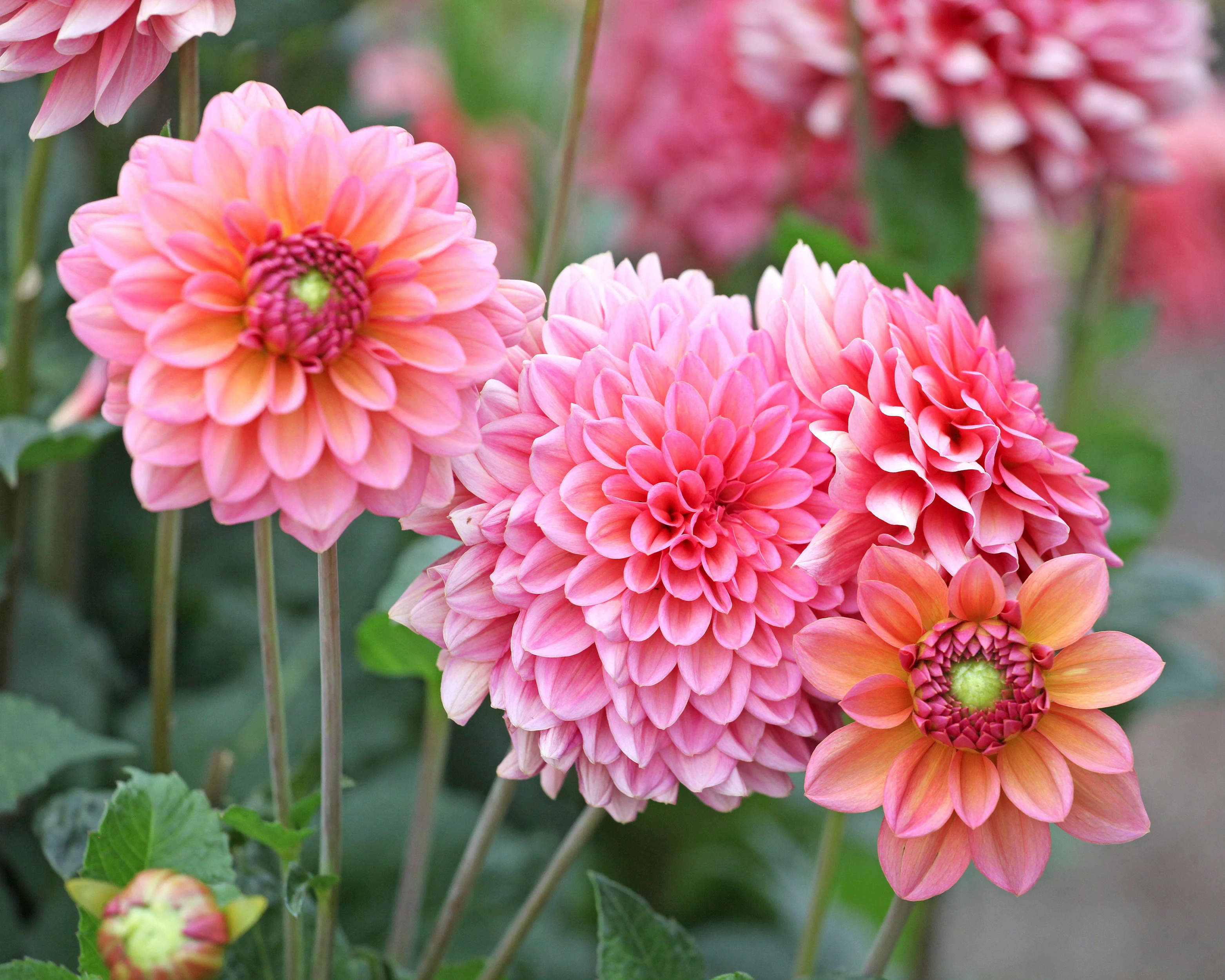 Dahlia 'Salmon Runner' - Image 4