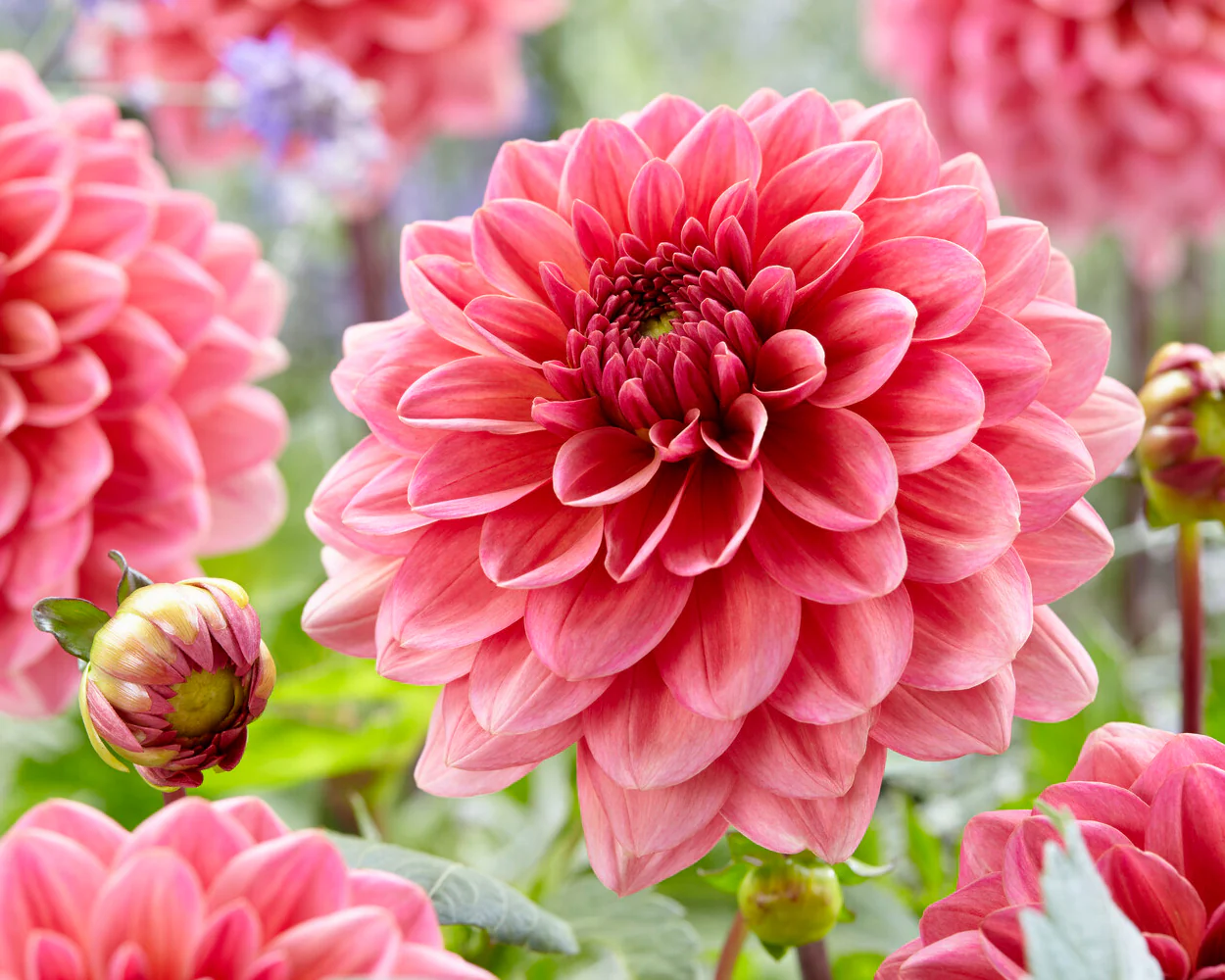 Dahlia 'Salmon Runner' - Image 7